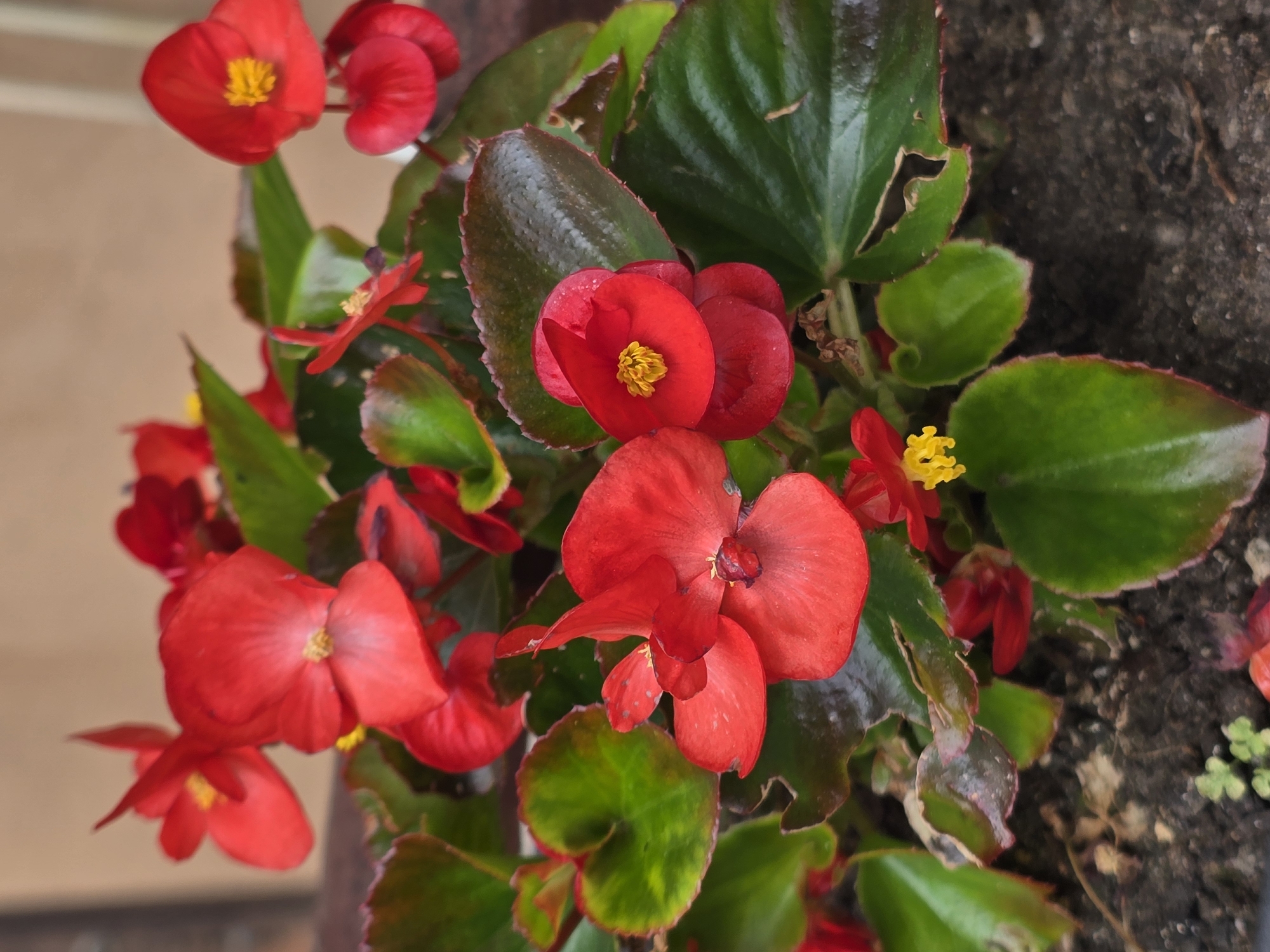 The image is a close-up, eye-level shot of a cluster of red begonia flowers with vibrant green leaves, potted in dark soil. The background is a soft-focus, warm-toned wall, possibly an outdoor patio or building exterior. The flowers are in various stages of bloom, with some fully open and others in bud. The leaves are glossy and have slightly serrated edges, with some showing hints of reddish coloration along the margins. The overall lighting is natural and appears to be from an overcast day, creating soft shadows and highlighting the textures of the plants. The scene is set in a garden or balcony setting. There are no people or animals present in the image. The image appears to have been taken in Sofiivska Borshchahivka, Ukraine.