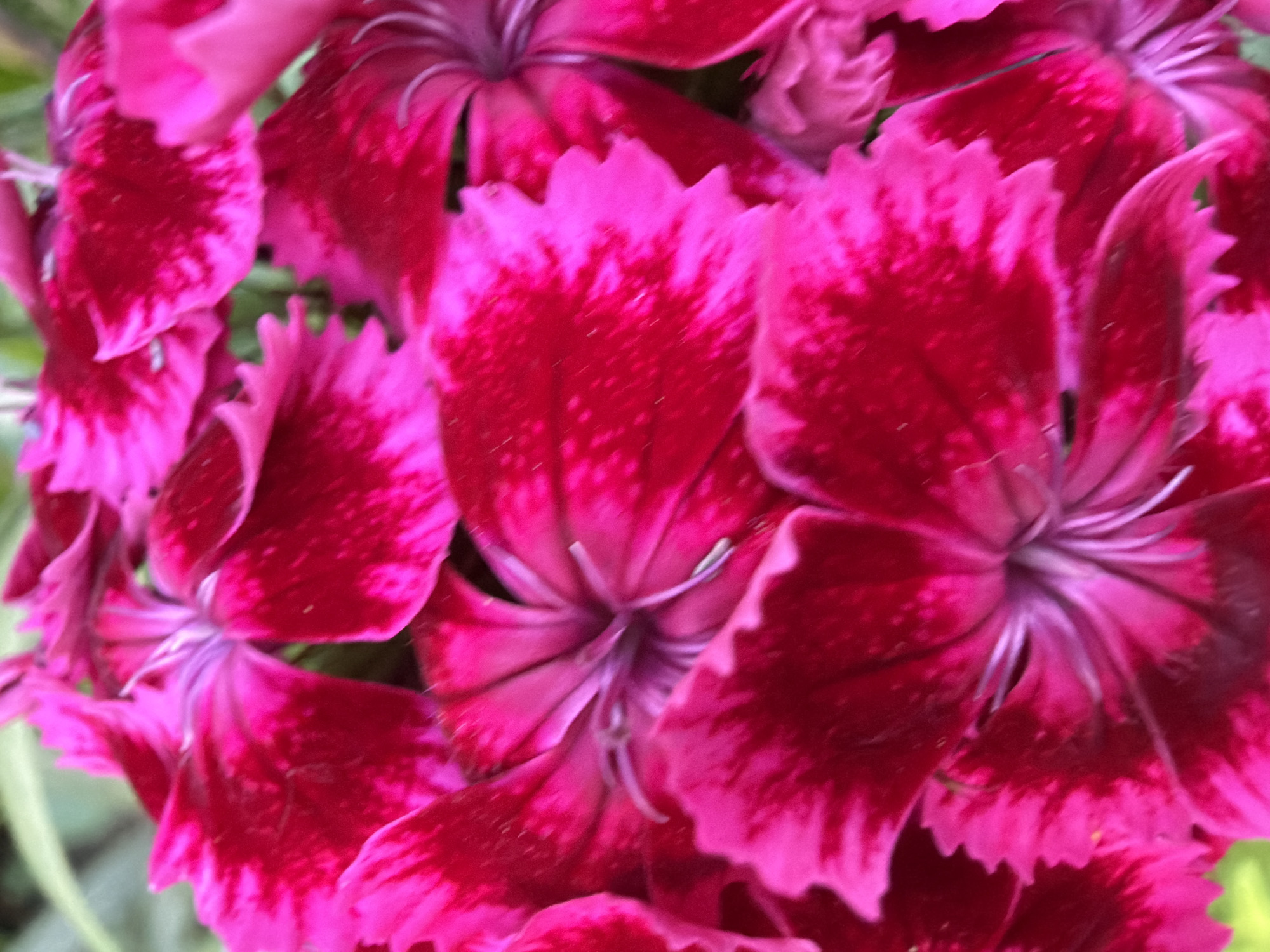 A close-up, overhead shot showcases a cluster of vibrant pink dianthus flowers with dark red centers. The petals are ruffled and edged with a lighter pink hue. Some of the flowers have visible stamens and pistils in shades of purple and white. The background is softly blurred, showing hints of green foliage. The image does not contain any identifying information related to Chaikovsky, Russia, or any people.
