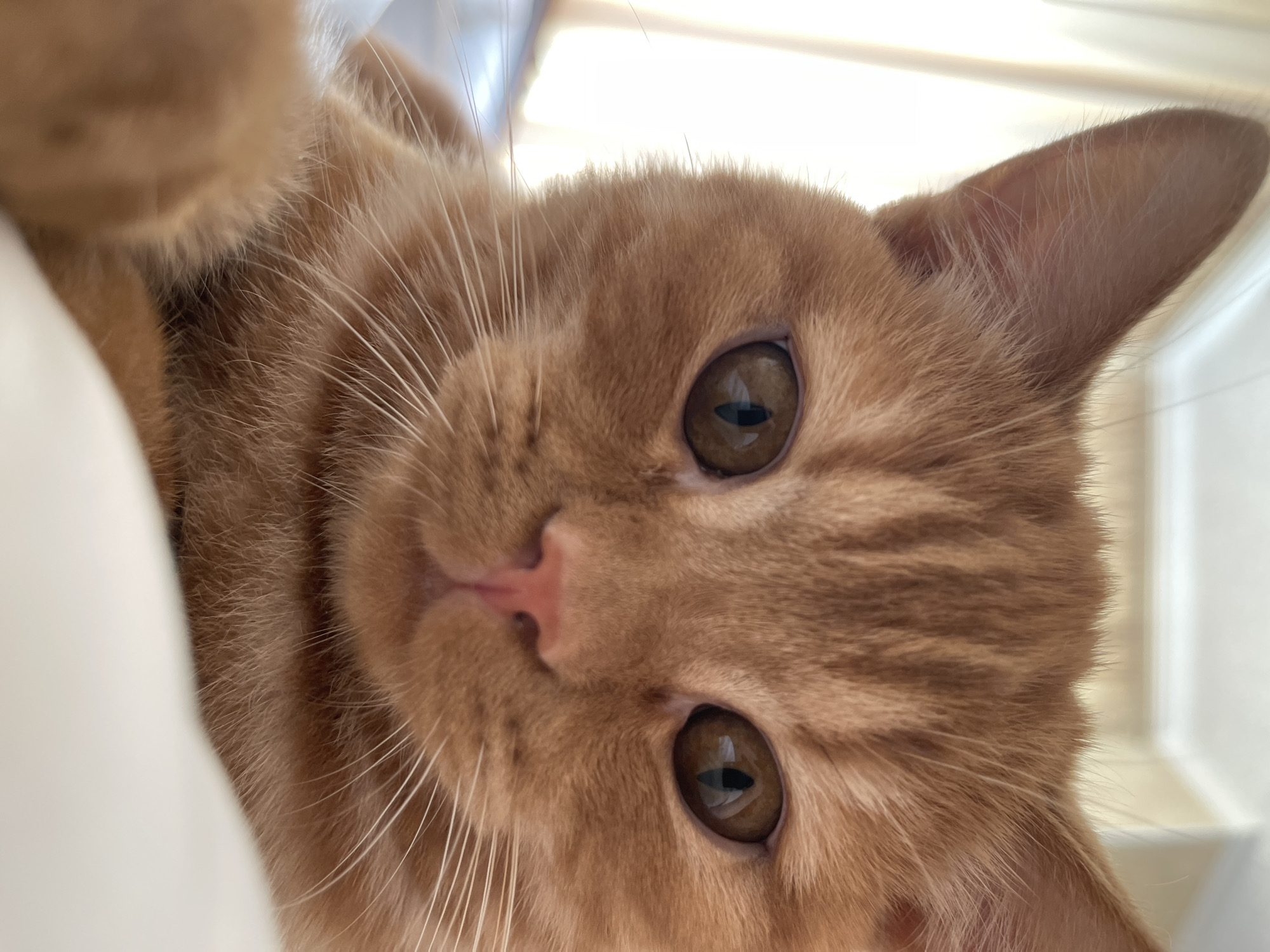 A close-up, eye-level shot focuses on the face of an orange tabby cat. The cat's head is angled slightly to the right. Its large, amber-colored eyes are wide open and looking directly at the camera. The cat has a pink nose and prominent white whiskers extending from its muzzle. The fur is a warm orange with darker tabby stripes visible on its forehead and cheeks. The background is soft and blurred, with hints of white and beige, suggesting an indoor setting. The cat's left paw is visible in the lower left corner of the frame, appearing soft and furry. The overall impression is one of a curious and engaging feline subject.