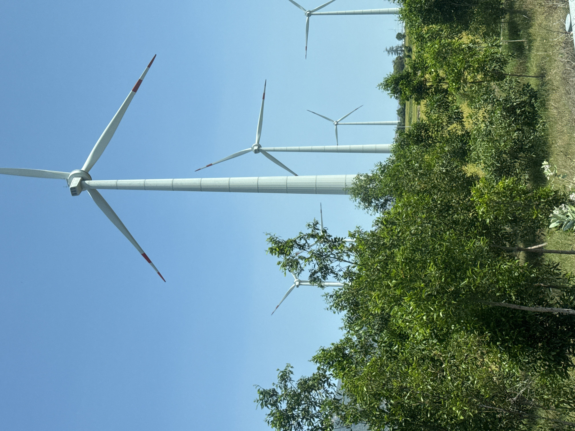 The image displays a panoramic view of a wind farm in Thuan Bac, Vietnam, under a clear, bright blue sky. Several large wind turbines with white towers and slender blades are the primary subjects.
In the foreground on the left, the closest and largest wind turbine dominates a significant portion of the frame. Its three long, white blades extend outward from a central hub, with two blades pointing diagonally upwards and downwards, and one pointing horizontally to the right. The tips of these blades are distinctly marked with red and white stripes. Further into the mid-ground and background, additional wind turbines are visible, appearing smaller due to perspective, their white structures standing tall against the sky.
The lower right and foreground of the image are filled with lush, green trees featuring dense foliage. These trees partially obscure some of the more distant wind turbines. Beyond the immediate tree line, patches of green grass and drier, lighter-colored ground are visible, indicating an open, rural landscape.
The scene is set on a clear, sunny day, evidenced by the brilliant blue sky with no visible clouds and the bright illumination of the landscape. There is no specific activity or event taking place, presenting a static vista of renewable energy infrastructure integrated with nature. No visible text is present in the image.