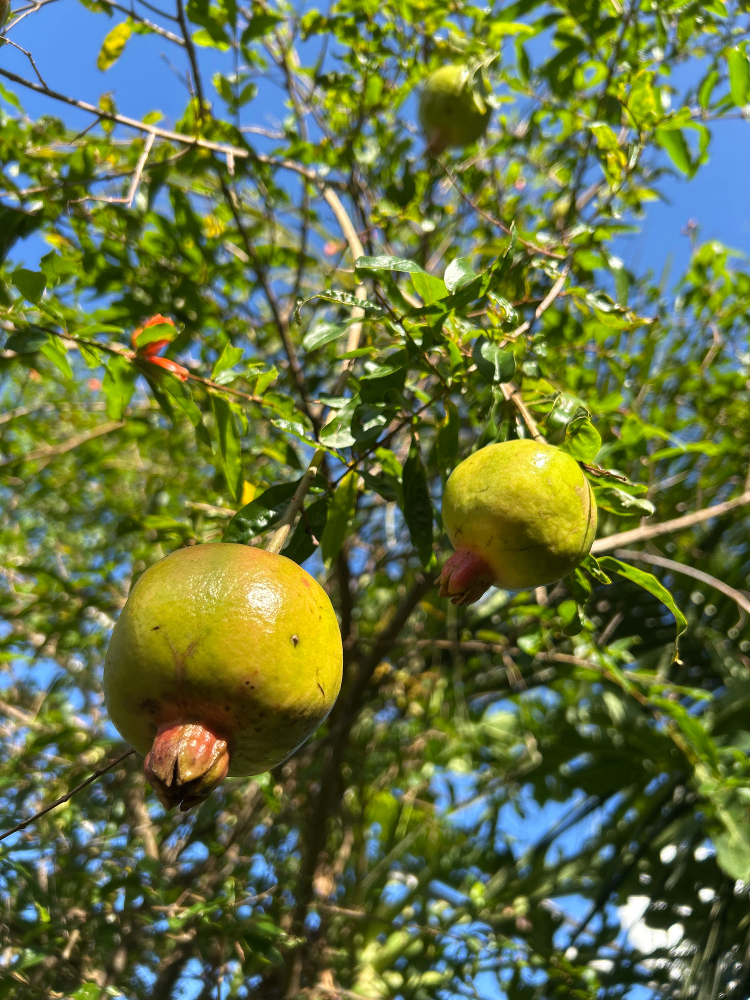 A close-up, low-angle shot captures two unripe pomegranates hanging from a branch against a backdrop of lush green foliage and a clear blue sky. The pomegranates, one larger and in the foreground, are a mottled green and yellow, with a hint of pink near their calyx. The tree branches are thin and brown, with abundant green leaves. In the distance, a hint of red can be seen on a bloom, possibly on the same tree. The overall impression is of a natural, tranquil scene, likely in a garden or orchard, with no people present. The image is shot in Sabang, Indonesia.