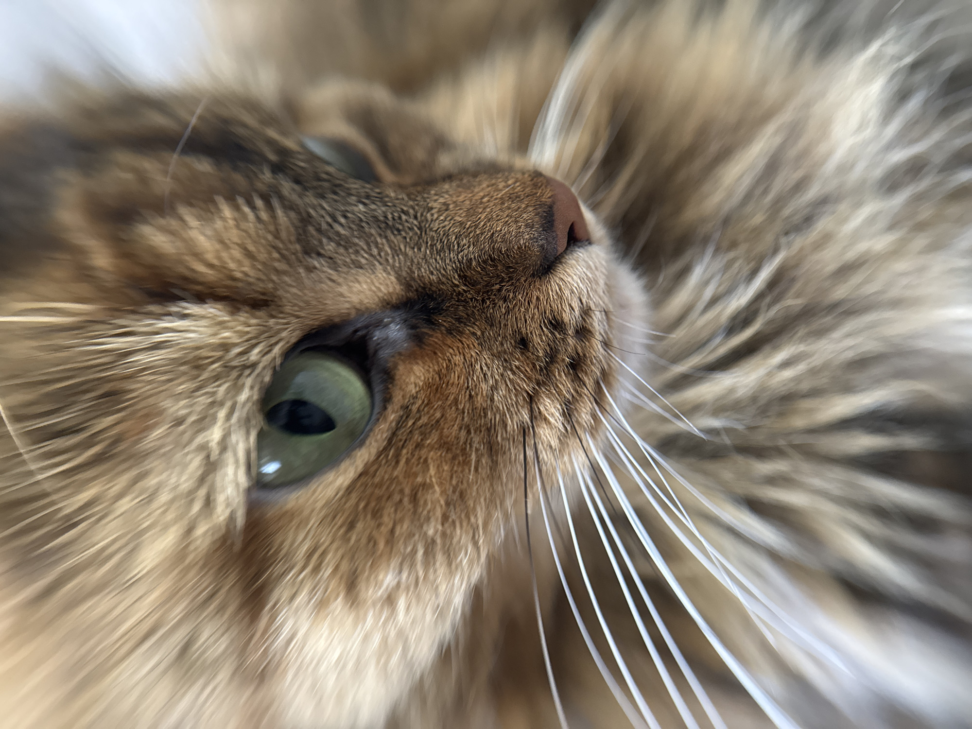 The image is a close-up, eye-level, macro shot of a cat's face, focusing on its right eye, nose, and whiskers. The cat has green eyes and predominantly brown and tan fur with some lighter strands. The fur is long and appears fluffy, especially around the face and whiskers. The cat's nose is a small, pinkish-brown color. The lighting suggests a natural light source, casting soft shadows and highlighting the texture of the fur. The background is blurred, indicating a shallow depth of field. There is no indication of the city of Saint Petersburg, Russia, or any urban environment within the image.