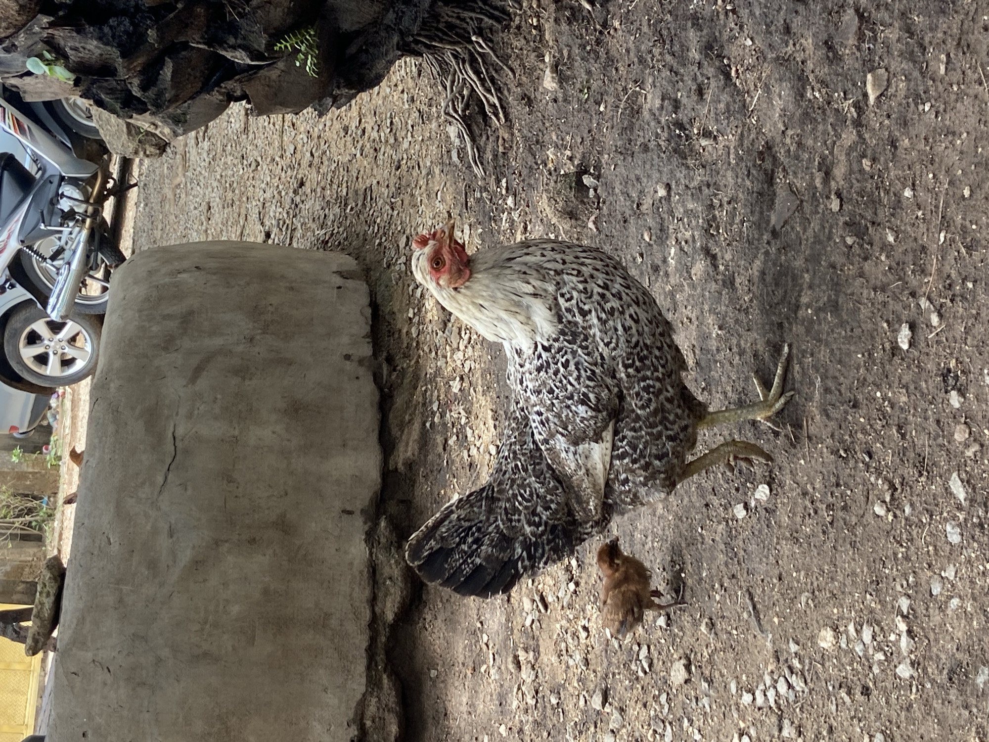 The scene in Mararaba, Nigeria, shows a grey and white chicken standing on dirt. Next to the chicken is a brown mouse. A concrete structure is to the left of the chicken. A motorcycle is partially visible in the background along with foliage. Roots from a tree are visible above the chicken and the motorcycle. The ground is a mix of soil, small rocks, and some scattered vegetation.