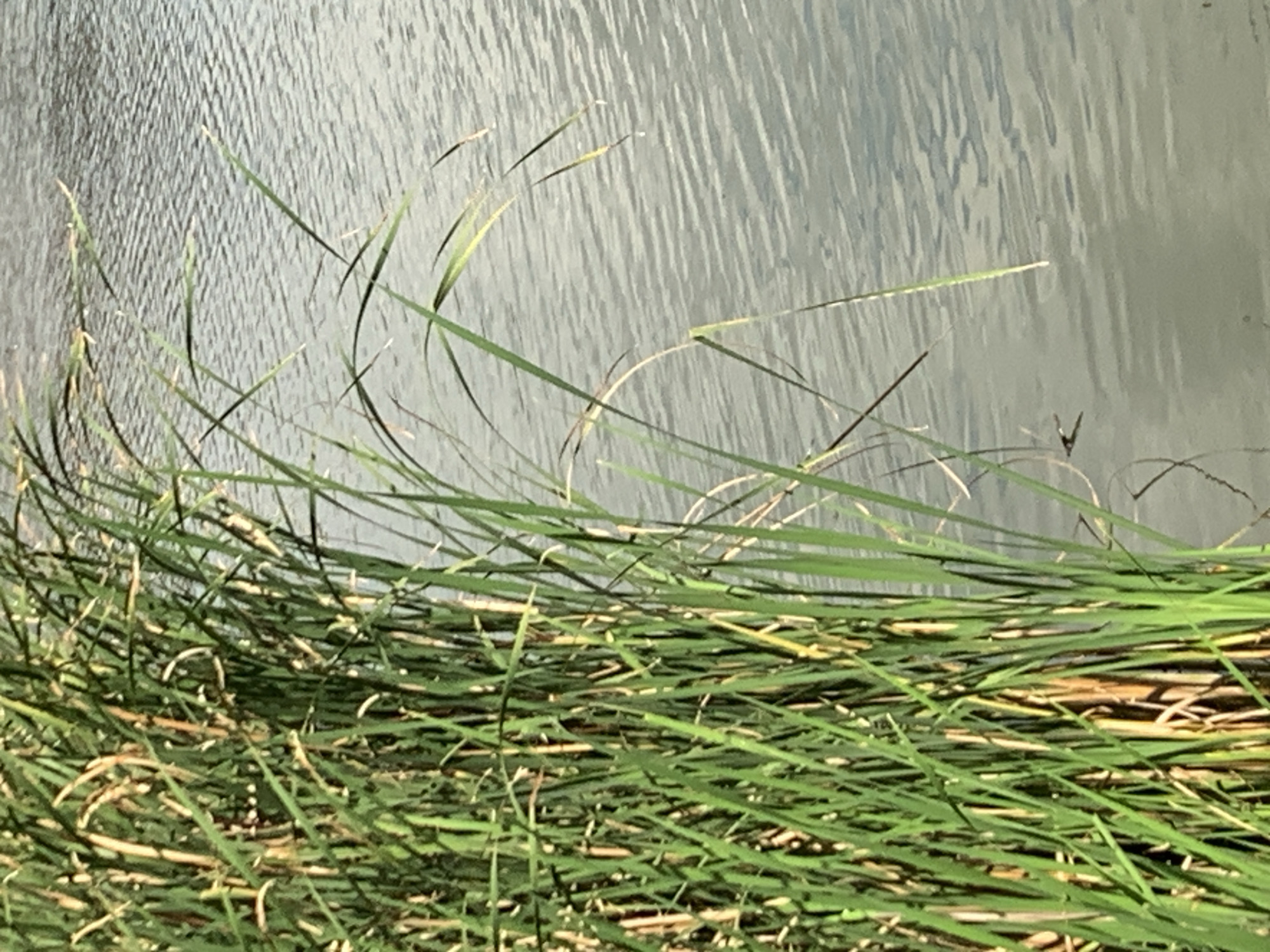 This media file captures a close-up view of tall green grass in the foreground, with what appears to be water in the background. The grass is dense and appears to be growing from the edge of the water body. Some blades of grass are bent and intertwined, creating a natural, somewhat wild appearance. The water in the background has a textured surface, with ripples or waves suggesting movement, and its color is a muted gray or greenish-gray. Thin blades of grass are seen extending from the dense clump towards the water, with a few dry, straw-colored stalks also visible amongst the green. The lighting suggests it could be daytime, with no distinct shadows indicating a specific time. The scene is natural and appears to be an outdoor setting, possibly a lake, pond, or riverbank. There is no text visible in the image. The overall impression is one of a serene natural landscape.