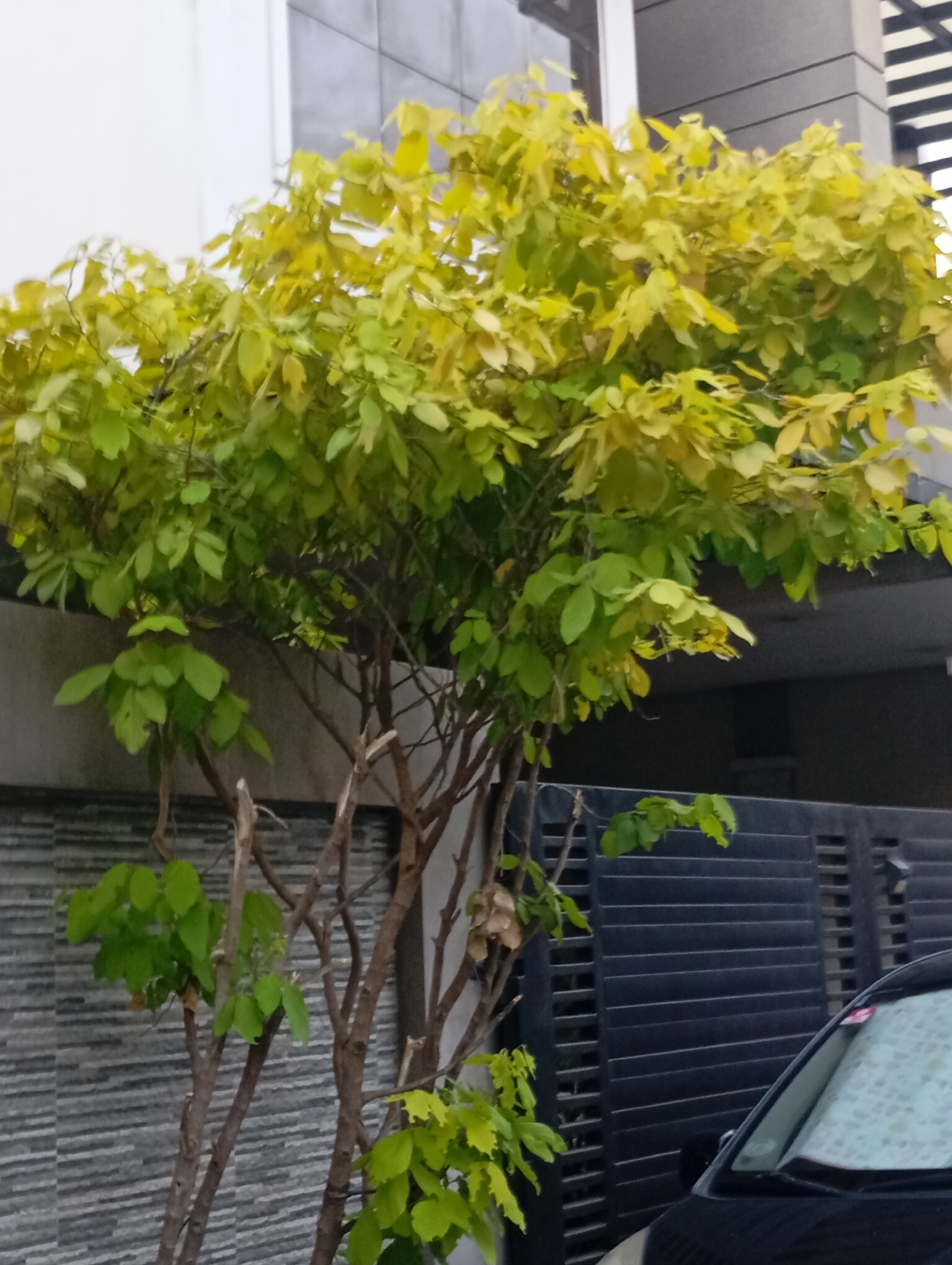 An outdoor, eye-level shot shows a medium-sized, bare-branched tree with a dense canopy of yellow-green leaves in the foreground. The tree is positioned in front of a dark, slatted gate and a modern building with white and gray sections. A portion of a black car is visible in the lower right corner, its windshield covered with a white sheet. The background features a gray, horizontally-lined wall and a dark, slatted gate. The overall scene is devoid of people or any discernible action, presenting a static, environmental snapshot. The image is likely taken in a residential or commercial area of Davao City, Philippines, given the architectural style and plant life typical of the region.