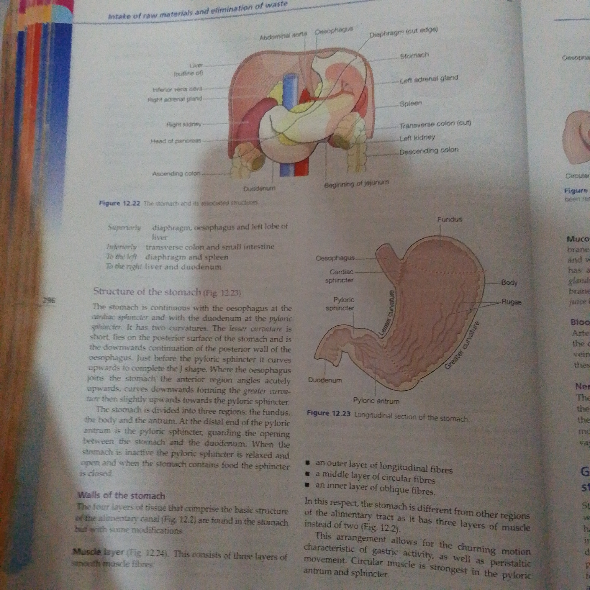 The image is a page from a textbook that describes the anatomy of the stomach and its associated organs. It contains two diagrams. The first diagram, labeled Figure 12.22, shows a cross-section of the upper abdomen, illustrating the stomach, esophagus, liver, diaphragm, spleen, kidneys, and parts of the intestines. Various parts of these organs are labeled with text. The second diagram, labeled Figure 12.23, shows a longitudinal section of the stomach, highlighting its fundus, body, pyloric antrum, and curvatures, as well as the cardiac and pyloric sphincters. The text accompanying the diagrams provides descriptive information about the stomach's structure, its relationship with surrounding organs, and its layers.
There is no information in the image that relates to the city of Jalingo, Nigeria, or any other geographical location. The image depicts scientific illustrations and textual content from an educational resource. There are no people, actions, or interactions visible. The environment is that of a printed page from a book.