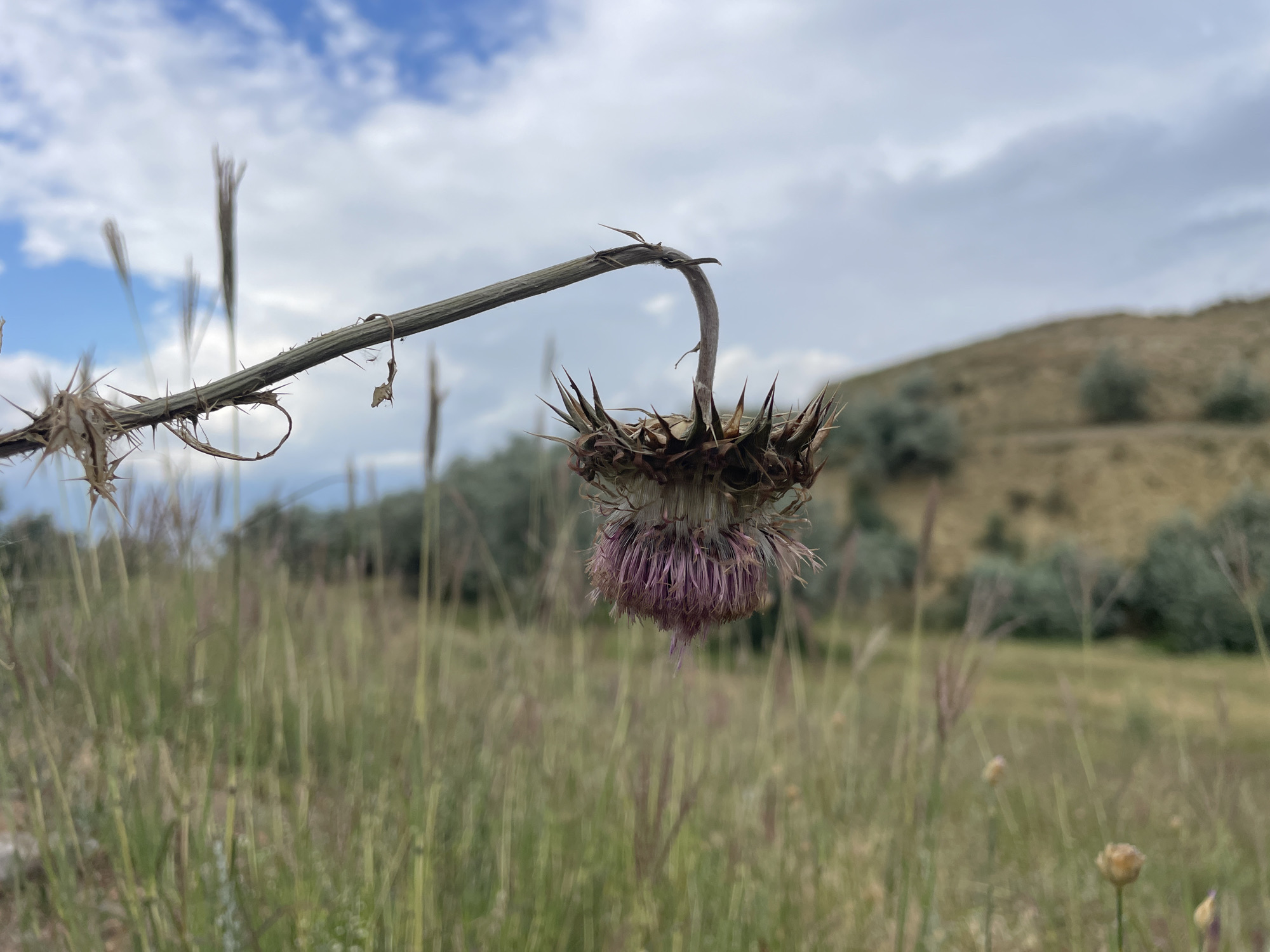 A close-up, eye-level, outdoor shot captures a withered thistle with a drooping, spiky seed head. The thistle's stem curves downward from the left of the frame, its dry, brown texture contrasting with the vibrant, purple florets of the seed head. The background consists of a field of tall, dry grass, fading into a gently sloping, grassy hill dotted with sparse, green shrubs. The sky above is a mix of white clouds and patches of blue. The scene evokes a sense of late summer or early autumn in a rural setting, potentially near Pașcani, Moldova.