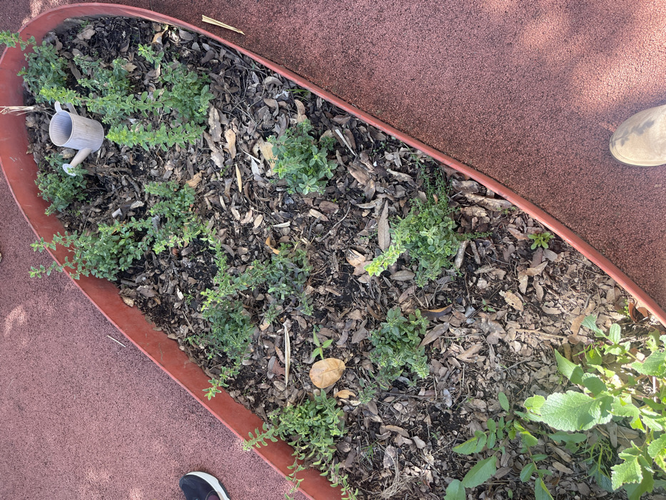 A raised garden bed contains various green herbs scattered across a dark, mulched soil. A small, decorative watering can sits near one edge. The bed is lined with a reddish-brown border, set against a matching colored surface. A shoe is visible on the right side of the frame, and another at the bottom left, indicating the presence of a person nearby.