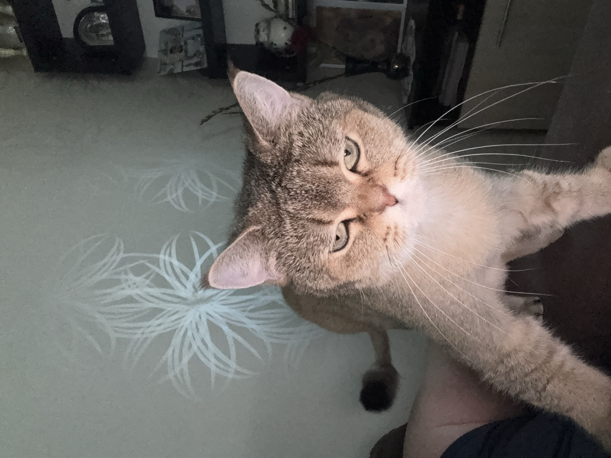 The image shows a cat with tabby markings and light-colored fur standing on a dark surface, possibly a couch. The cat is looking directly at the camera with its eyes narrowed, giving it a grumpy expression. Its whiskers are long and prominent. In the background, a wall with a light-colored floral pattern is visible, as well as shelves with various objects. The lighting in the image is dim, casting shadows and highlighting the cat's features. There is no visible indication of the location being Zaporizhzhia, Ukraine.