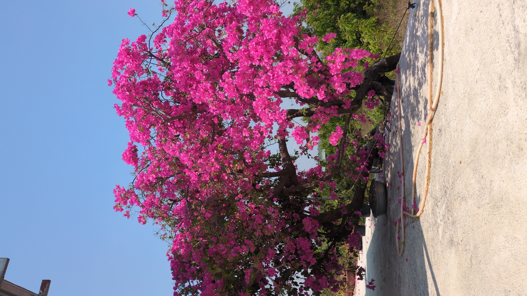 A vibrant pink bougainvillea tree dominates the left side of the image, contrasting against a clear blue sky. The tree's canopy is dense with blossoms, casting shadows on the light-colored wall to its right. A tan-colored rope or hose runs vertically along the wall. Some of the pink blossoms have fallen onto the wall and ground. Green foliage is visible behind the bougainvillea tree. The base of a structure is visible in the lower left corner. The image appears to be taken outdoors in daylight. This image may have been taken in or near Phuoc Dinh, Vietnam.