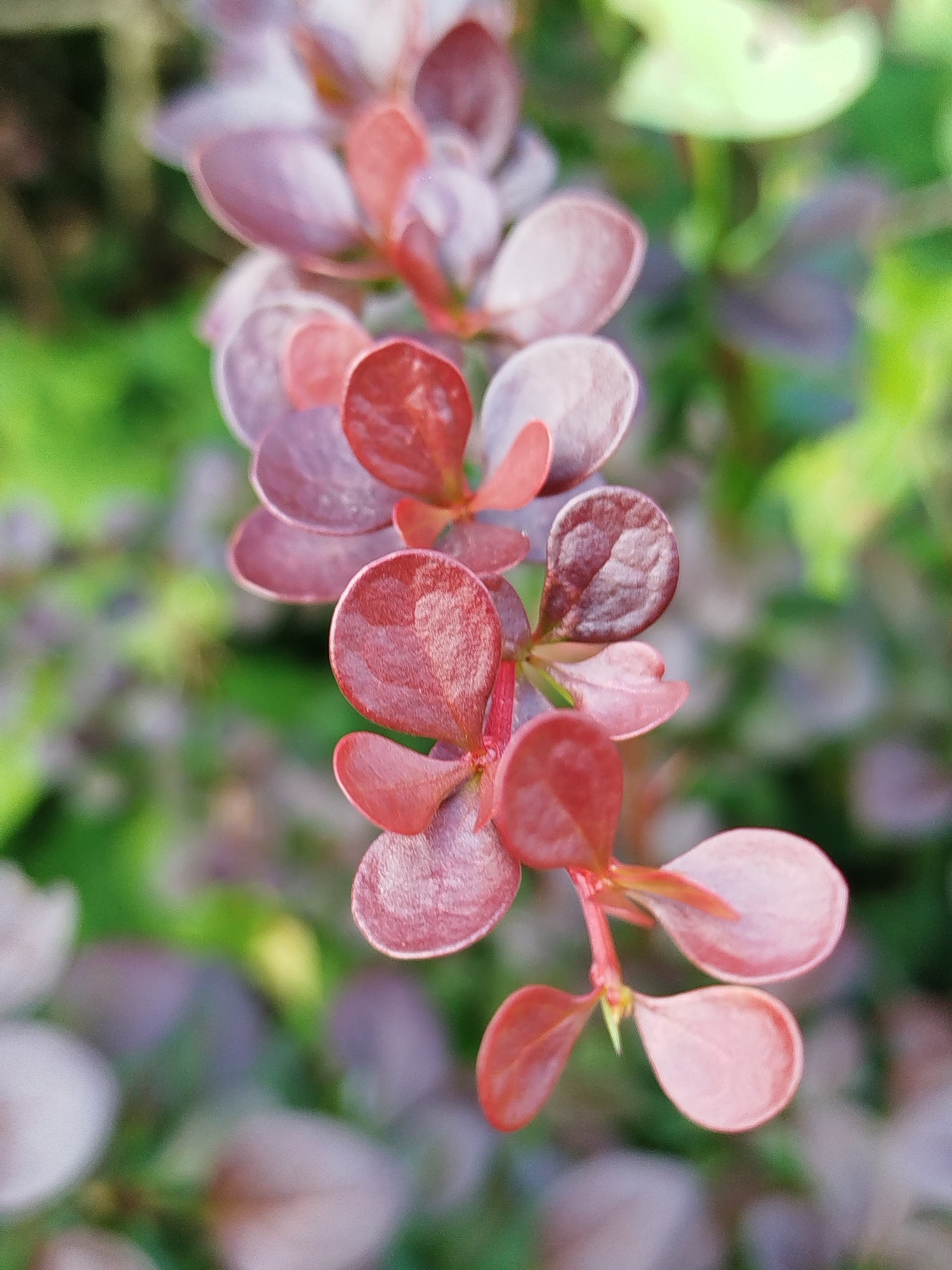 A close-up, shallow depth of field photograph captures a branch of a plant with small, oval-shaped leaves that are primarily a deep reddish-purple color, with some hints of pink and lighter purple. The leaves are clustered along a thin stem, with some appearing to overlap others. The background is blurred, showing soft greens and purples, suggesting a garden or natural environment. The image is taken from a top-down perspective, focusing on the detail of the leaves.
