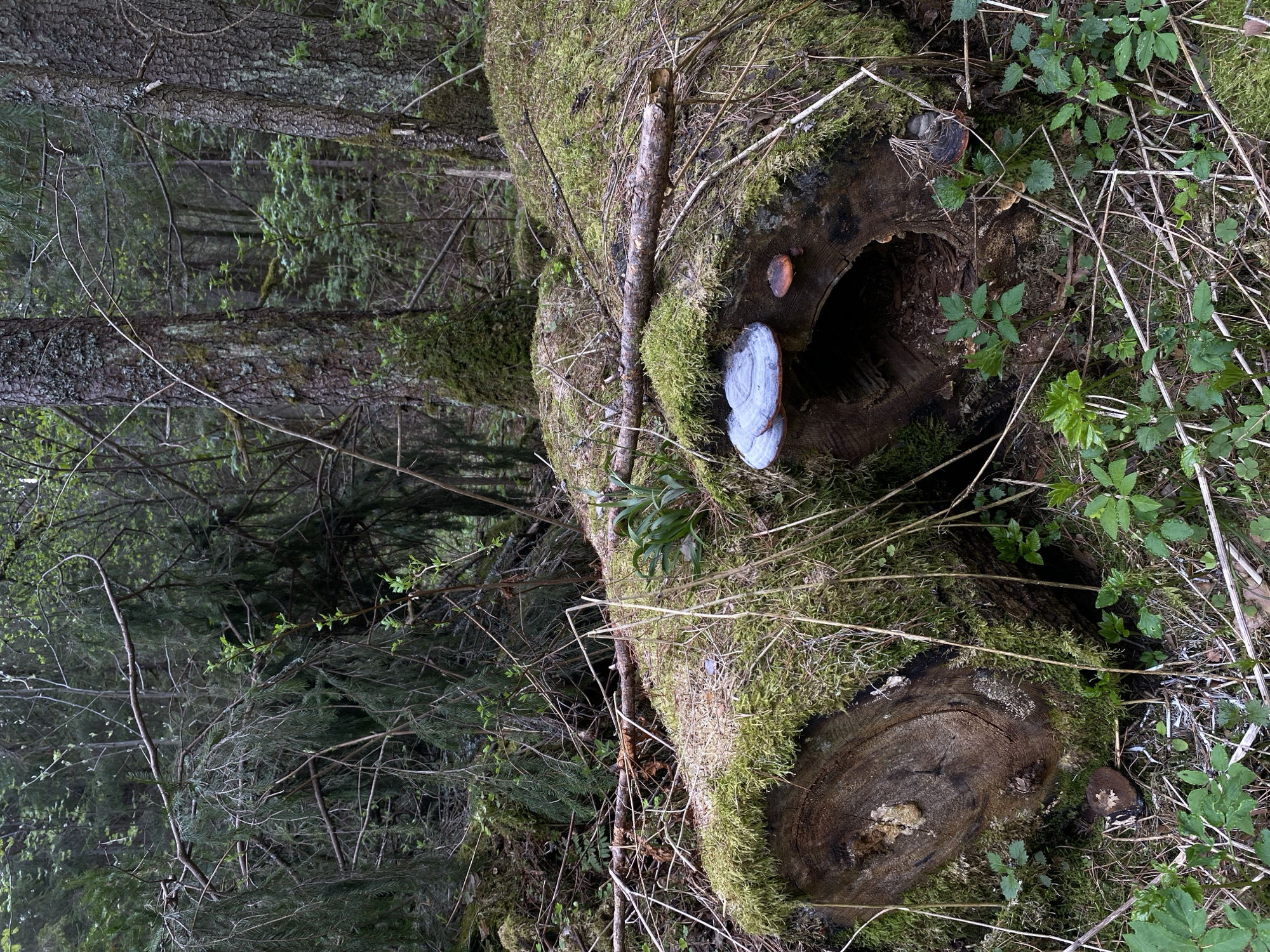 The image depicts a moss-covered fallen log in a forest setting. A large fungus is growing on the side of the log. The log has a hollow opening near its end. The foreground features dry grass and small green plants. Beyond the log, the background shows a dense forest with trees of varying sizes. The image does not contain any information regarding Votkinsk, Russia or any people.