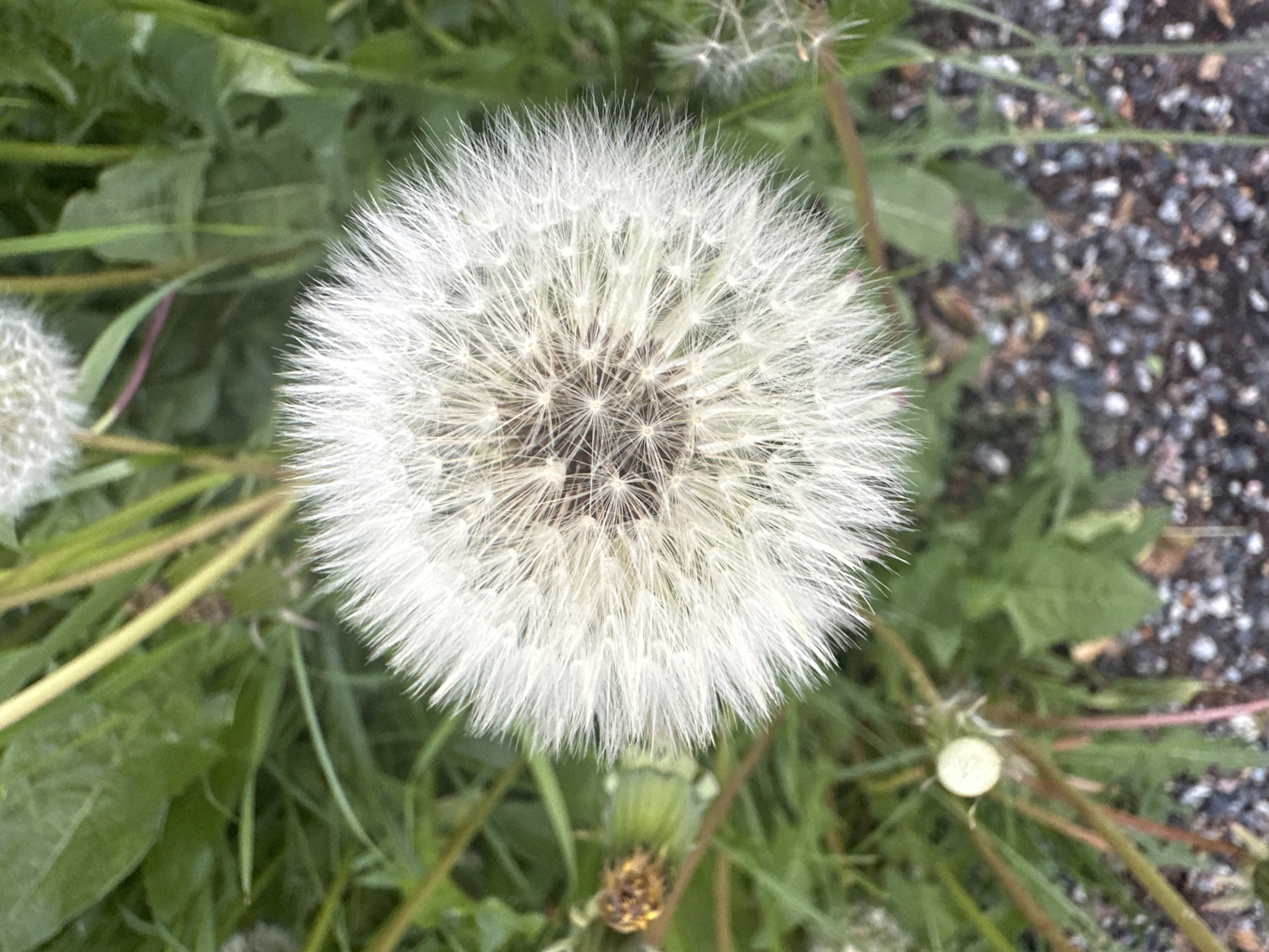 An overhead, medium shot captures a close-up of a dandelion seed head in focus, set against a blurred background of green foliage and a gravelly path. The dandelion's spherical seed head, composed of numerous white filaments, dominates the center of the frame. Some of the filaments appear to be detached, floating in the air, while others are still attached to the central receptacle. To the left of the main dandelion, a smaller, less developed seed head is visible, along with a green bud. The background consists of various green leaves and stalks, with a scattering of dark and light-colored gravel at the bottom right. The lighting is natural, suggesting an outdoor setting. There are no people or animals present in the image.