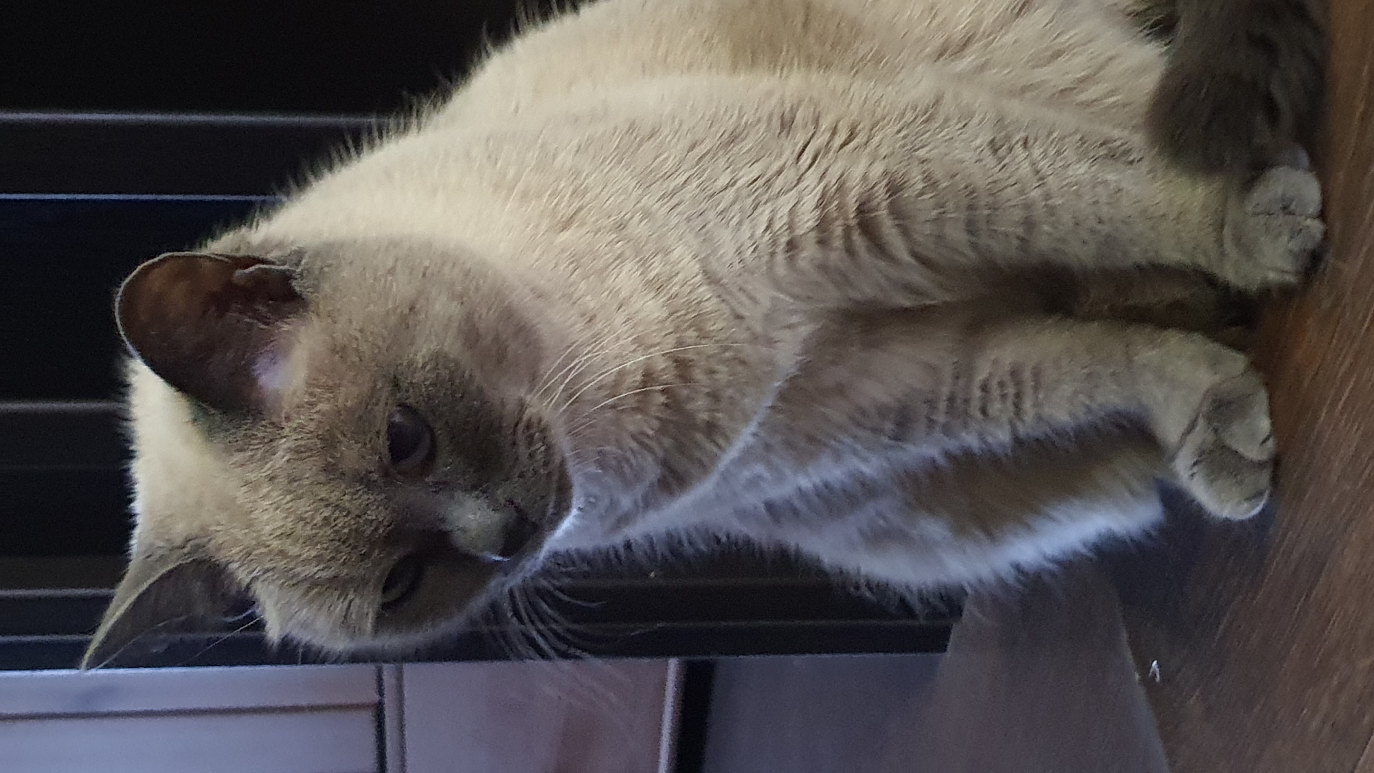 A medium shot shows a light gray cat sitting on a dark brown wooden surface. The cat is facing to the left, with its head slightly bowed and looking down. Its ears are pointed upwards, and its eyes are a darker shade of gray. The cat has prominent white whiskers. The background is dark and out of focus, with vertical lines suggesting a grate or bars. The environment appears to be indoors, possibly in a home or a room with limited natural light. There are no people or other animals present in the image. The location is not identifiable as Krasnoyarsk, Russia based on visual cues alone.