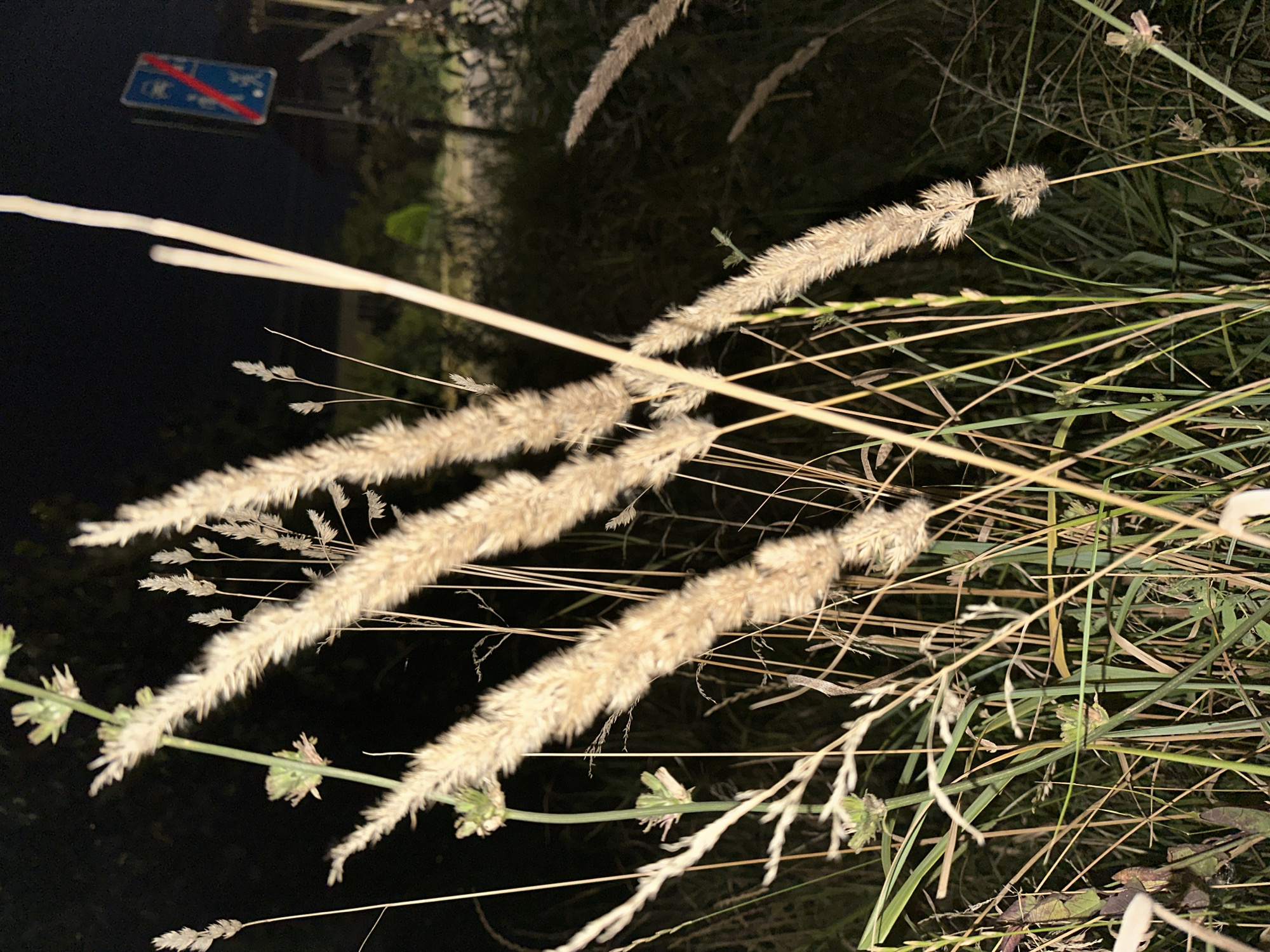 The image captures a close-up, low-light view of tall, dried grass plumes in the foreground, likely taken at night. In the background, a blue road sign with a red diagonal line through a symbol of people walking and a car is visible, indicating a pedestrian crossing or no vehicles allowed area, characteristic of an urban or roadside environment in Nevinnomyssk, Russia. The lighting suggests artificial light sources, possibly from streetlights or a vehicle, illuminating the grass. The overall scene depicts a natural element against a backdrop hinting at human infrastructure.