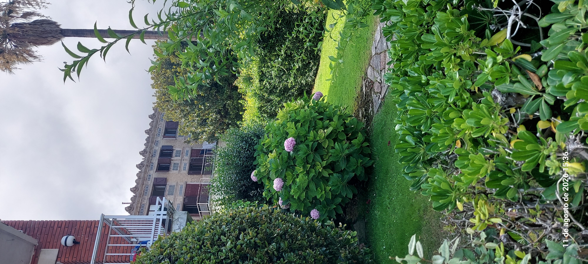 This image depicts a view of a building with a decorative facade, flanked by lush green vegetation and a palm tree, under a cloudy sky. In the foreground, a pathway made of irregular stone slabs winds through manicured grass. A large hydrangea bush with pink blooms is centrally located. To the left, a section of a brick building with a balcony and railing is visible. The scene appears to be a garden setting in a coastal area, possibly in Castro-Urdiales, Spain, given the presence of a palm tree and the architectural style of the building. The timestamp "11 de agosto de 2026 15:36" is superimposed on the bottom left corner, indicating the date and time the photo was taken. No people are present in the image.