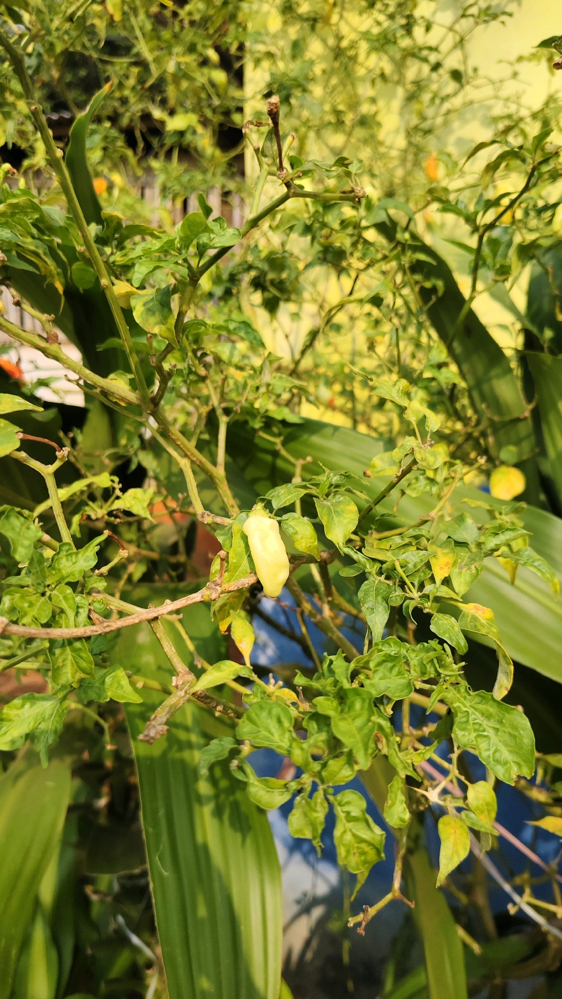 The image shows a close-up of a chili plant with green and yellowing leaves. A single light-colored chili pepper is visible, hanging from a branch. The plant appears to be outdoors, with a blurry background of what might be a wall or fence, and some larger green leaves of another plant. The scene is lit by natural sunlight, creating a slightly overexposed effect in some areas. The exact location within Banyubunih, Indonesia, is not determinable from the image alone. There are no people or animals present in the frame.