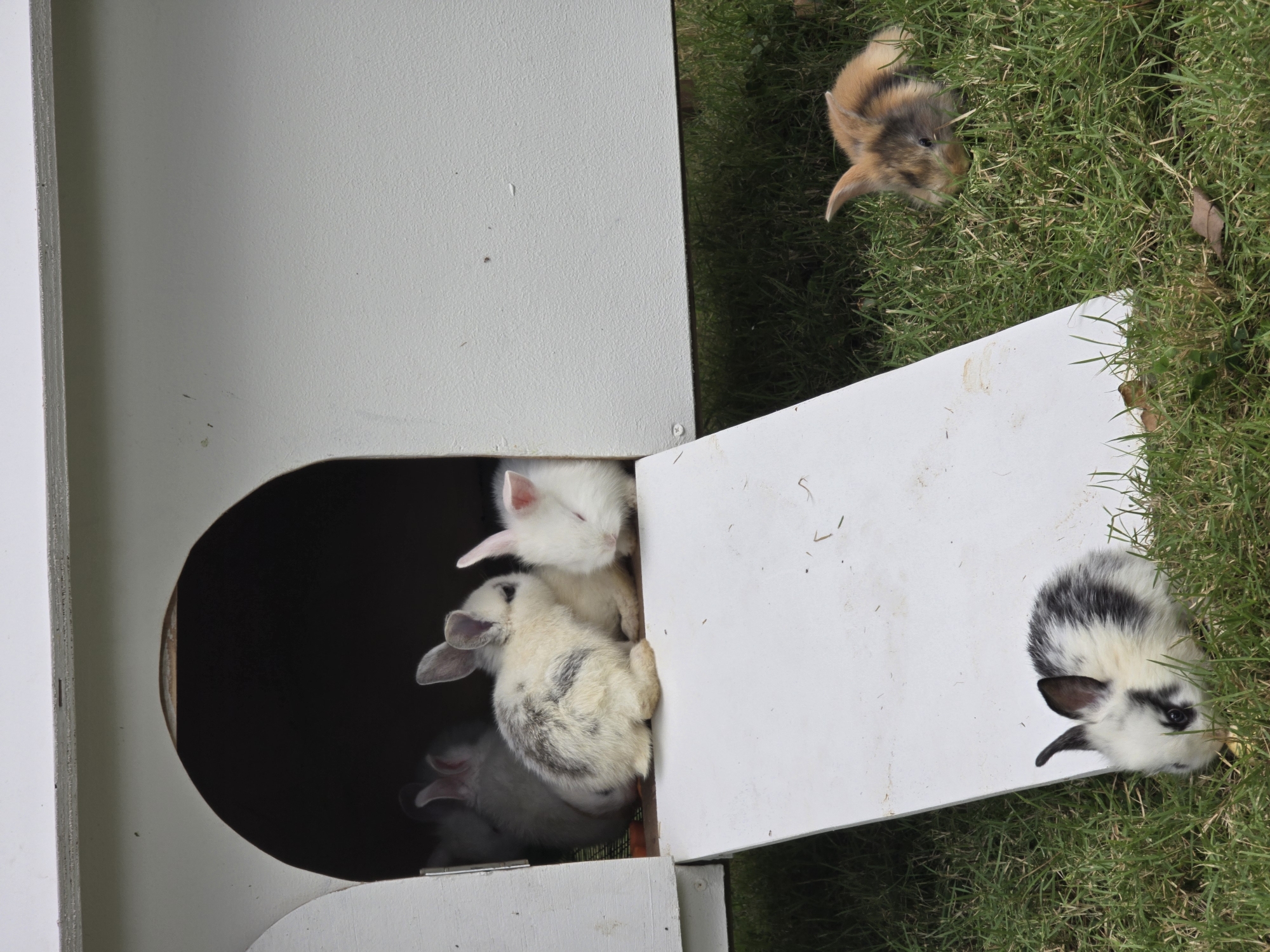 The image depicts several rabbits near a white rabbit hutch. A few rabbits are huddled inside the hutch, one rabbit is on the grass outside the hutch, and another rabbit is partially obscured by the edge of the hutch. The environment appears to be a grassy area. The location in Nusa Dua, Indonesia cannot be determined from this image.