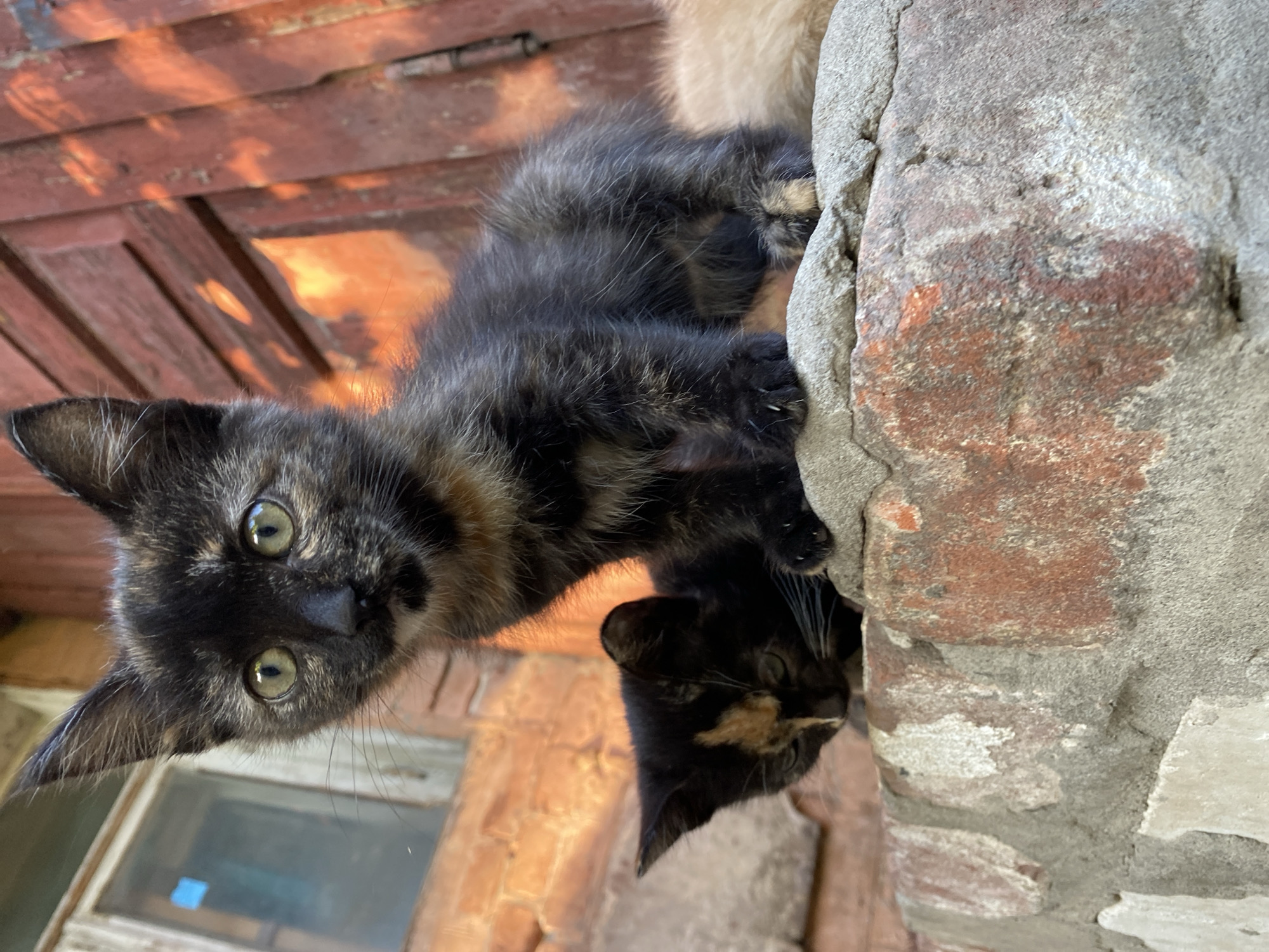 Two tortoiseshell kittens are perched on a weathered brick ledge. The kitten in the foreground is looking directly at the camera with wide, green eyes. Its fur is a mix of black, brown, and orange. Behind it, another kitten is peeking out, also with a tortoiseshell pattern. The background shows a rustic wooden structure with a window. The scene appears to be outdoors, possibly in a rural or urban alley. The lighting suggests it is daytime, with sunlight casting warm shadows.