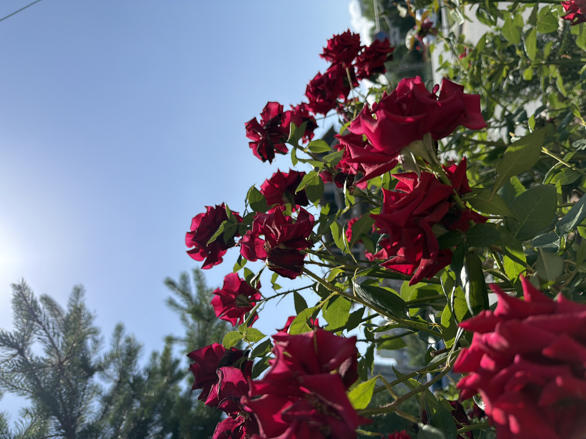 A close-up, low-angle, outdoor photograph captures a cluster of deep red roses against a bright blue sky, with the sun casting a bright glare from the upper left corner. A portion of a pine tree with green needles is visible in the upper left quadrant, with its branches extending into the sky. The roses, with their velvety petals, are in various stages of bloom, with some appearing slightly wilted or faded. They are attached to green stems with visible thorns. In the background, out of focus, is a blurred cityscape with hints of buildings and trees, and a paved surface that could be a road or sidewalk. There are no people visible in the image. The overall scene is one of natural beauty set against an urban backdrop on a sunny day.