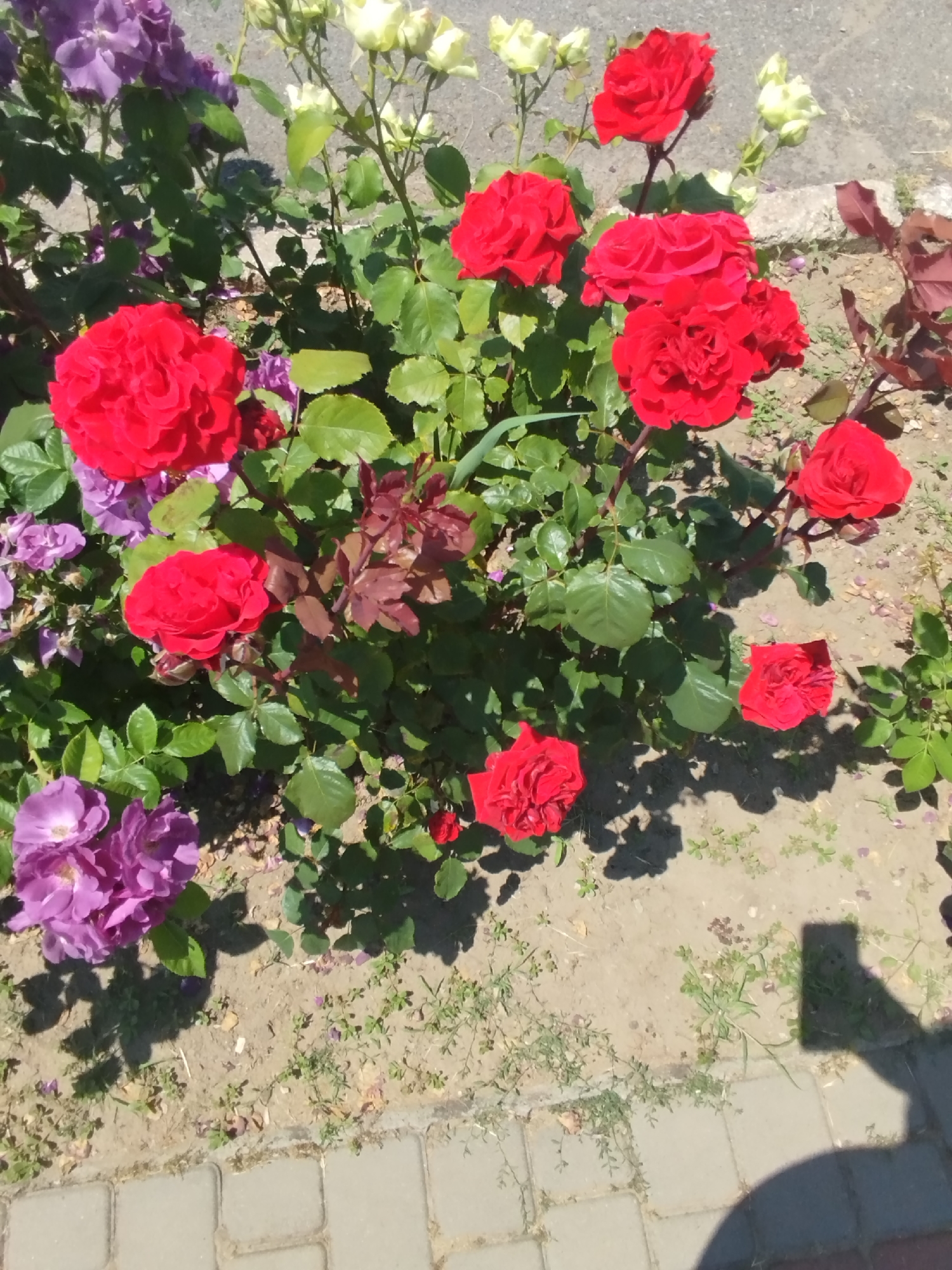 This is a high-angle, close-up shot of a rose bush with several red and purple roses in bloom. The roses are multi-layered with ruffled petals. The red roses are a vibrant scarlet, while the purple roses are a softer lavender hue. Some of the roses are fully open, while others are still in bud. The leaves of the rose bush are a lush green and appear healthy. The roses are growing in a bed of dry, sandy soil, with some scattered green weeds. In the foreground, there is a sidewalk made of light gray paving stones. The lighting suggests it is a sunny day, with distinct shadows cast by the roses and leaves. The overall scene depicts a garden or outdoor planting area.