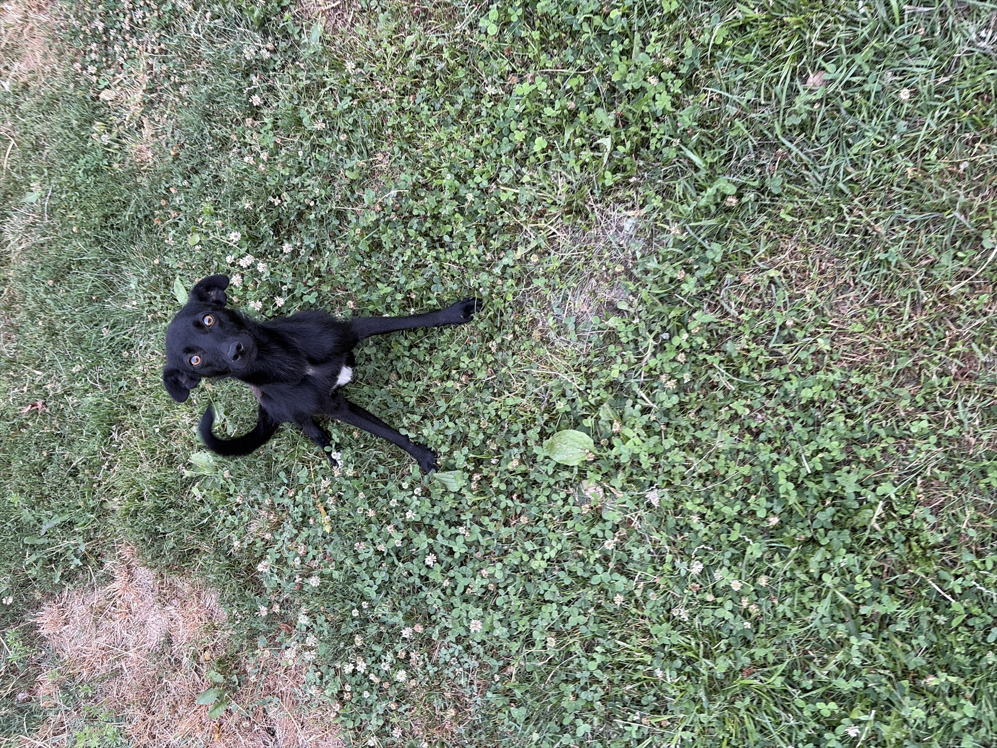 A black dog with big, expressive eyes and floppy ears is sitting in a patch of grass with clover and scattered dry patches. The dog has a white patch of fur on its chest and its tail is curled over its back. The scene is an outdoor environment, likely a backyard or park, with varying textures of green grass and some brown, dry vegetation. The lighting suggests it is daytime. There is no indication of the specific location within Oxentea, Moldova, in the image itself.