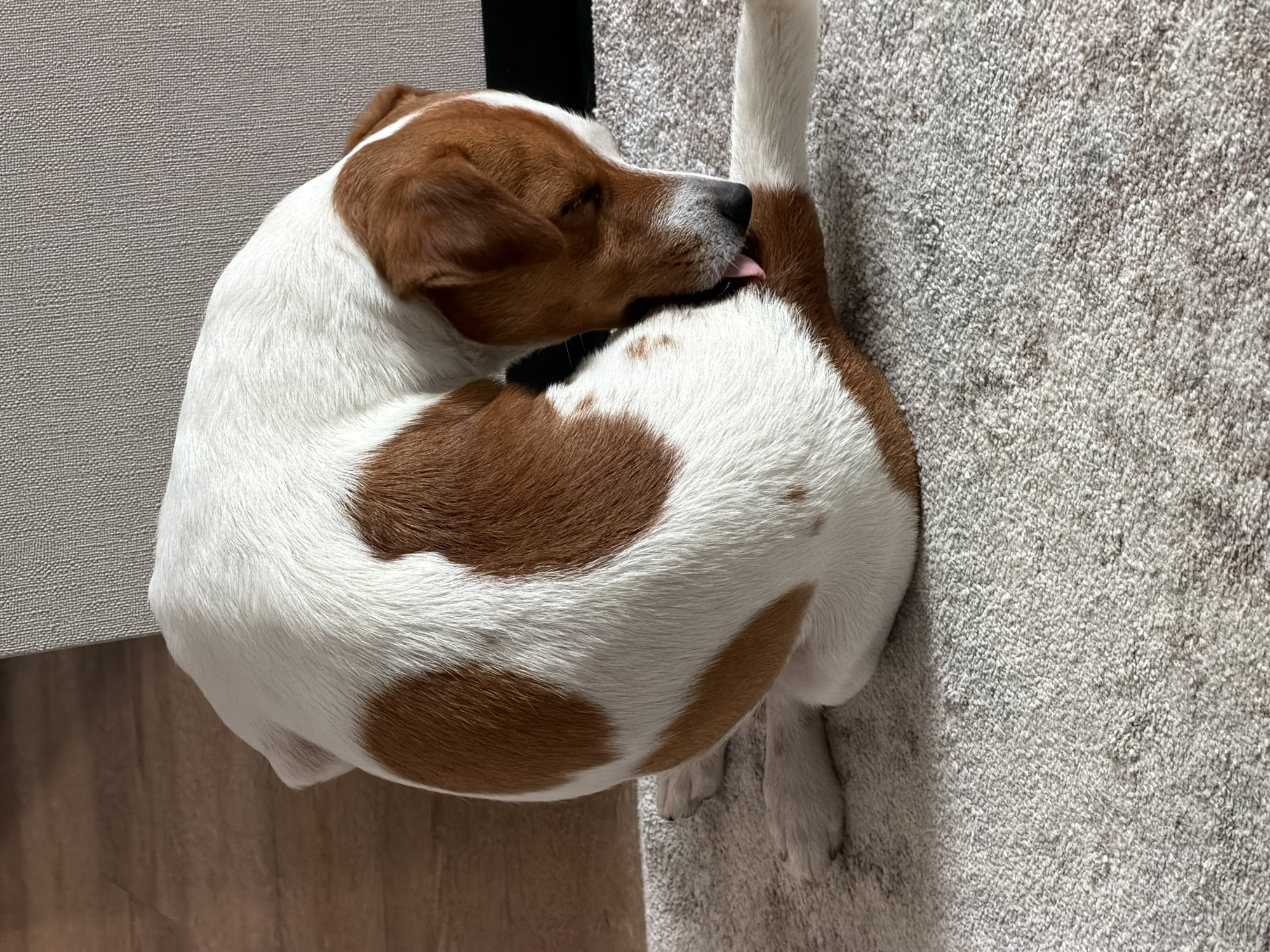 A dog, a Jack Russell Terrier with white and tan markings, is grooming itself by licking its leg while curled up on a light-colored carpet. The dog's head is lowered, and its tongue is visible. In the background, to the left, is a wooden floor, and to the right, a textured grey surface, possibly a piece of furniture. The scene appears to be indoors, in a domestic setting. There is no indication of location in Moscow, Russia.