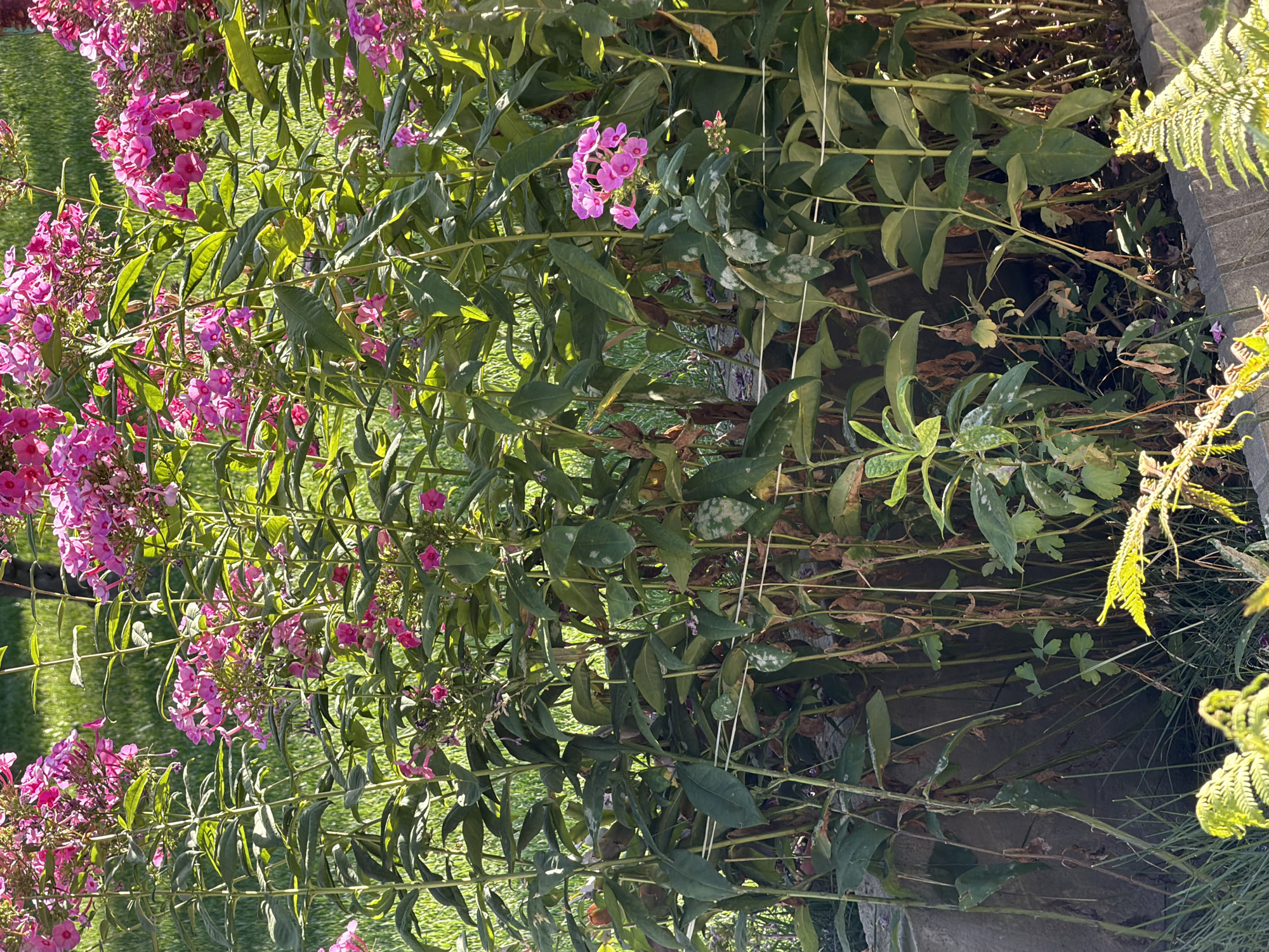 In Almaty, Kazakhstan, a close-up shot reveals a dense cluster of tall, flowering plants with vibrant pink blossoms and green foliage. The plants are growing in a garden bed, possibly near a stone retaining wall, with grass visible in the background. The lighting suggests it is daytime, with sunlight casting shadows on the leaves and stems. The scene is natural and unpopulated, focusing entirely on the botanical elements.