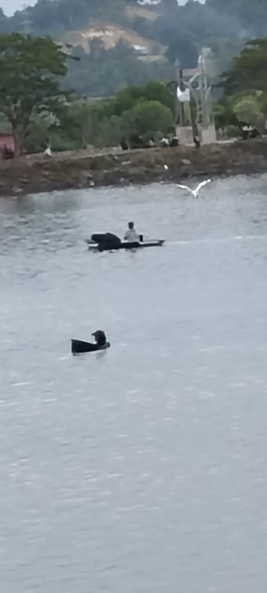 The image shows a body of water with several elements. In the foreground, to the left, a black object, possibly a bird or a buoy, is partially submerged. Further in the water, a small, flat raft is occupied by a person wearing a light-colored shirt. The raft also carries two dark objects, the nature of which is unclear due to the image quality. A white bird is in flight above the water, to the right of the raft. The background features a shoreline with trees and some structures, possibly part of the city of Lhokseumawe, Indonesia, with hills and vegetation visible further beyond. The overall lighting suggests it is daytime, with overcast conditions.