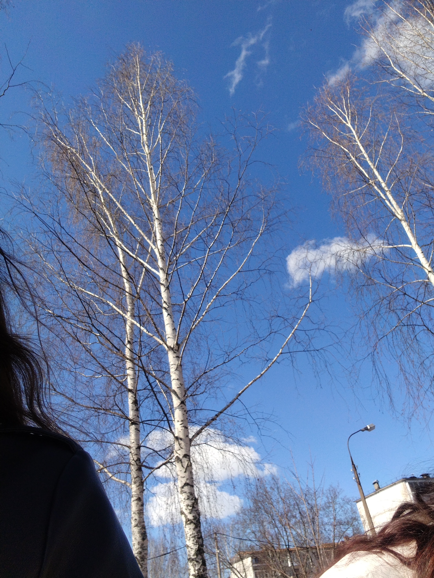 The image depicts a partially obscured view of a city street in Noviy, Russia. Two birch trees with bare branches dominate the midground against a bright blue sky with scattered white clouds. The lower portion of the frame reveals the shoulders and partial faces of two individuals, one wearing a dark garment and the other a light-colored one. In the background, a light post is visible adjacent to a building, further suggesting an urban environment. Other bare-branched trees are also visible, reinforcing the season as likely late autumn or early spring.