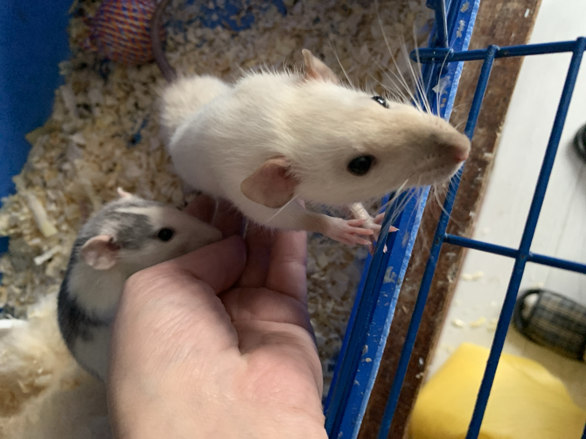 The image shows two pet rats inside a blue metal cage with wood shavings on the floor. One rat is mostly white with beige coloring on its head. The other rat is grey and white. A hand is holding the grey and white rat. A multi-colored toy is visible in the background. The image was most likely taken indoors, in a home. There is no evidence in the image to indicate the location in the city of Stavropol, Russia.
