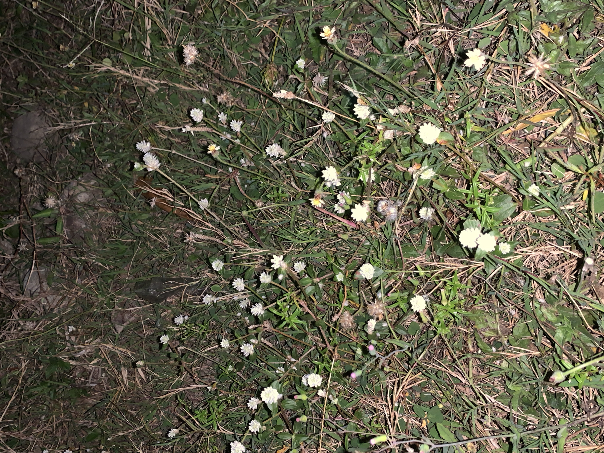 This image captures a ground-level view of dense vegetation in Jungke, Indonesia, under low-light conditions, illuminated by an artificial light source. The scene is dominated by a mixture of green and dried brown grasses, interspersed with numerous flowering herbaceous plants. Prominently featured are small, white, globose flowers, consistent with species such as *Gomphrena celosioides*, and other small white flowers exhibiting visible yellow centers, resembling *Tridax procumbens*. Scattered throughout are various green leaves and stems, alongside some dried flower heads and plant debris. The background, particularly in the upper section, reveals darker, less defined areas of plant growth and potentially natural ground features or rocks. No human subjects, animals, or man-made objects are identifiable. The ground appears uneven, covered by the varied plant life and organic matter.