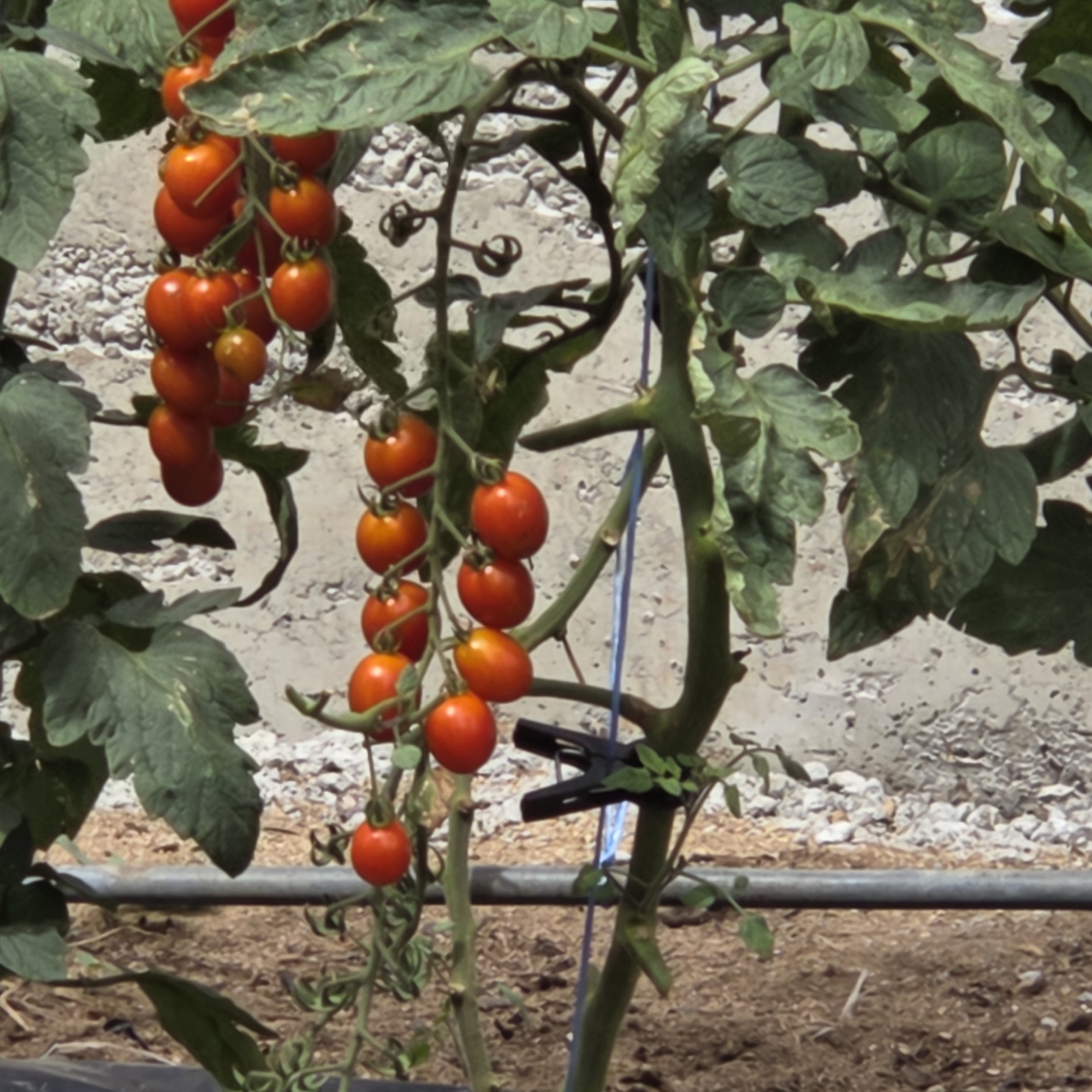 This image shows a close-up view of tomato plants with ripe cherry tomatoes hanging from their vines. The plants are growing outdoors, with a background of gravel and dirt. A gray irrigation pipe runs horizontally across the lower part of the image, and a black clip is attached to one of the tomato plant stems. The image appears to be taken in a garden or agricultural setting. There is no information in the image to suggest a specific location in Dunnae-myeon, South Korea.