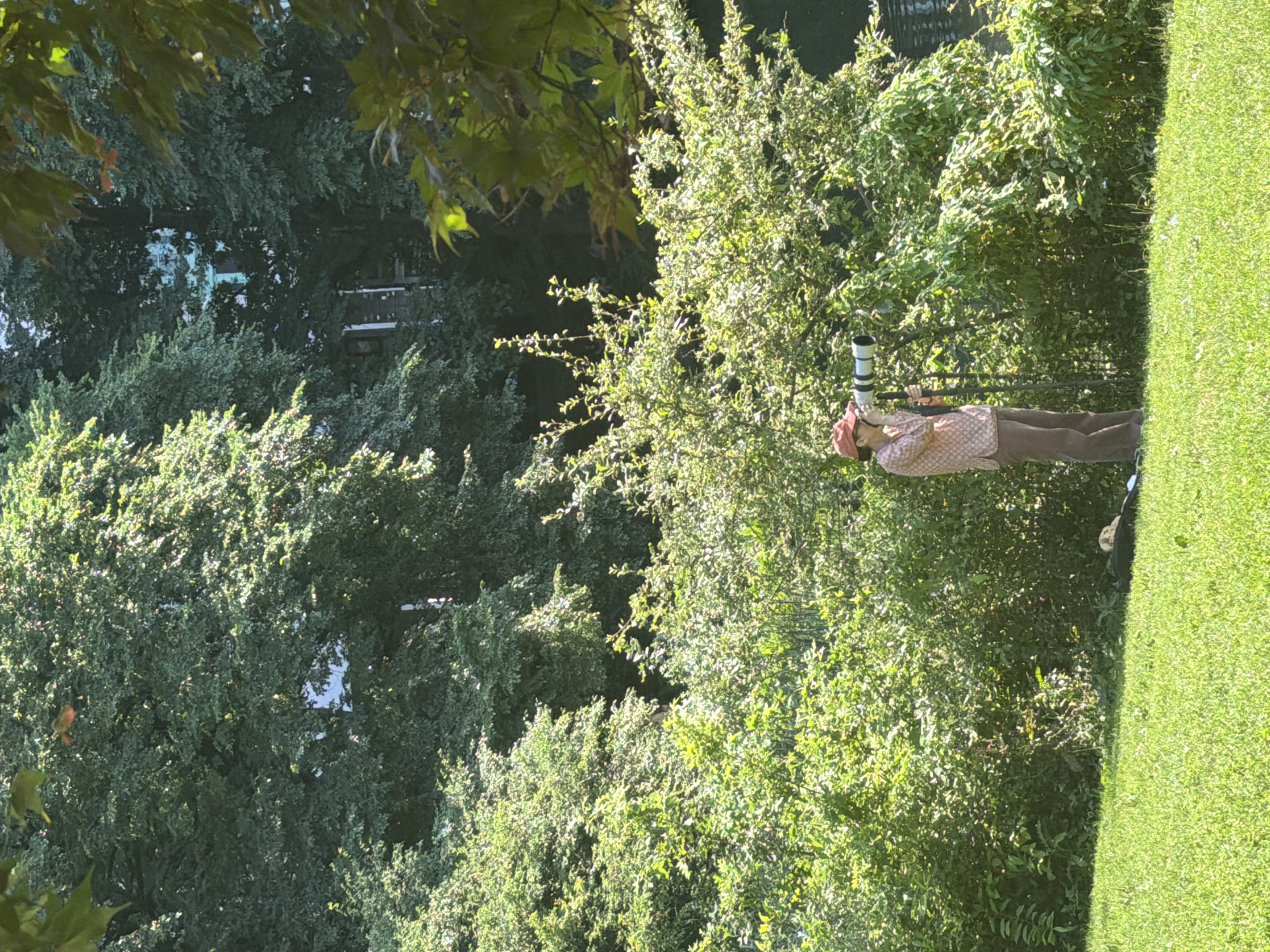 In a sun-dappled park, a person wearing a red hat and a patterned shirt stands on a grassy area, holding a large telephoto lens attached to a tripod. The person appears to be looking through the lens, possibly observing wildlife. Behind the person, dense green foliage creates a natural backdrop, with the leafy branches of trees forming the upper portion of the scene. In the distance, a building with light-colored walls and dark windows is partially visible through the dense trees. The overall impression is one of a peaceful outdoor setting, potentially a park in New York City given the urban-style building peeking through the trees.