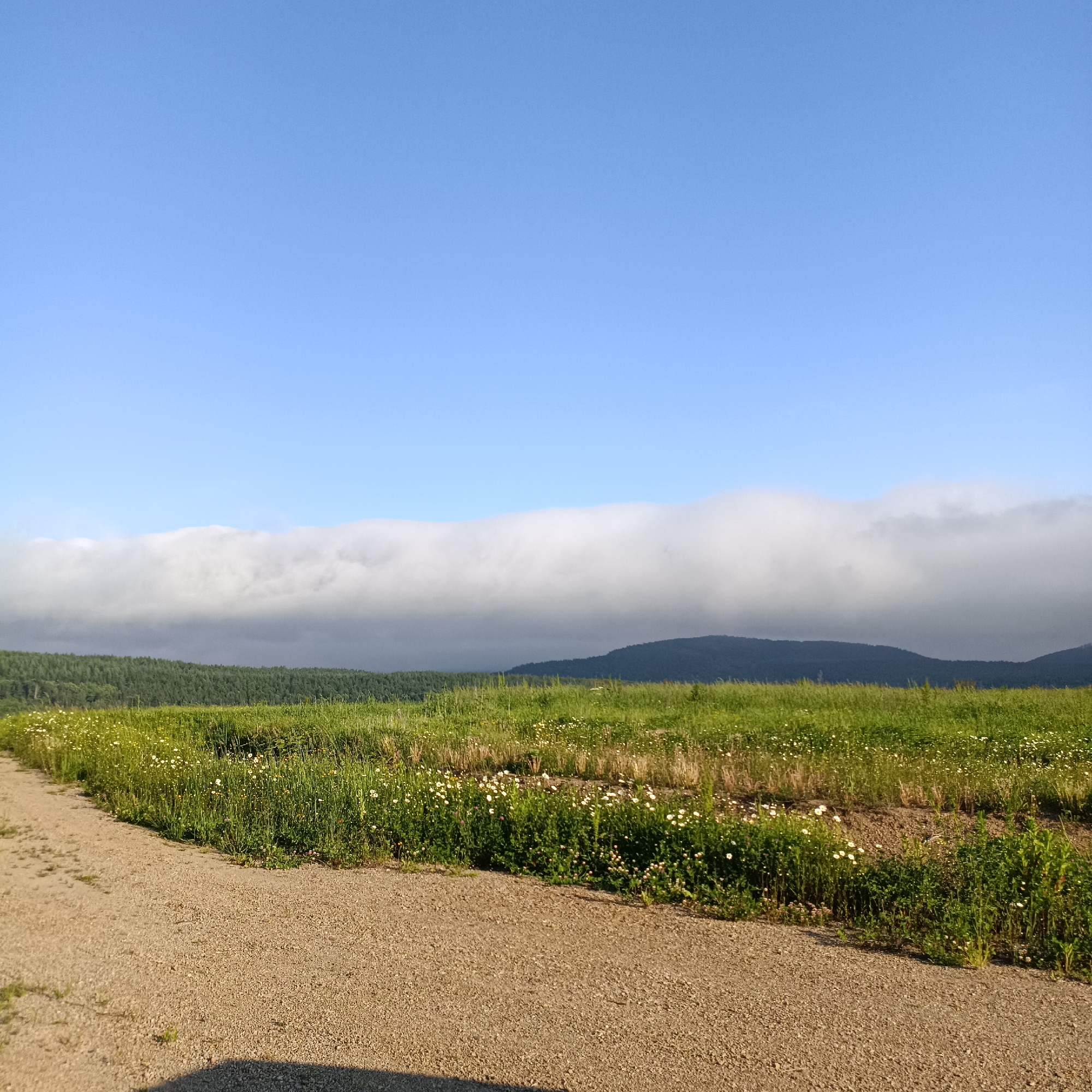 The image depicts a landscape scene under a clear blue sky. In the foreground, a gravel path curves from the left side towards the center. Beyond the path, a field of green grass dotted with small white flowers stretches across the middle ground. A band of thick, white clouds hangs low on the horizon, obscuring the base of distant, dark green, tree-covered hills and softer, silhouetted mountains. The overall impression is one of a rural or natural setting. The image does not contain any people or specific urban elements, therefore cannot be tied to a specific city location like Chapaevo, Russia.