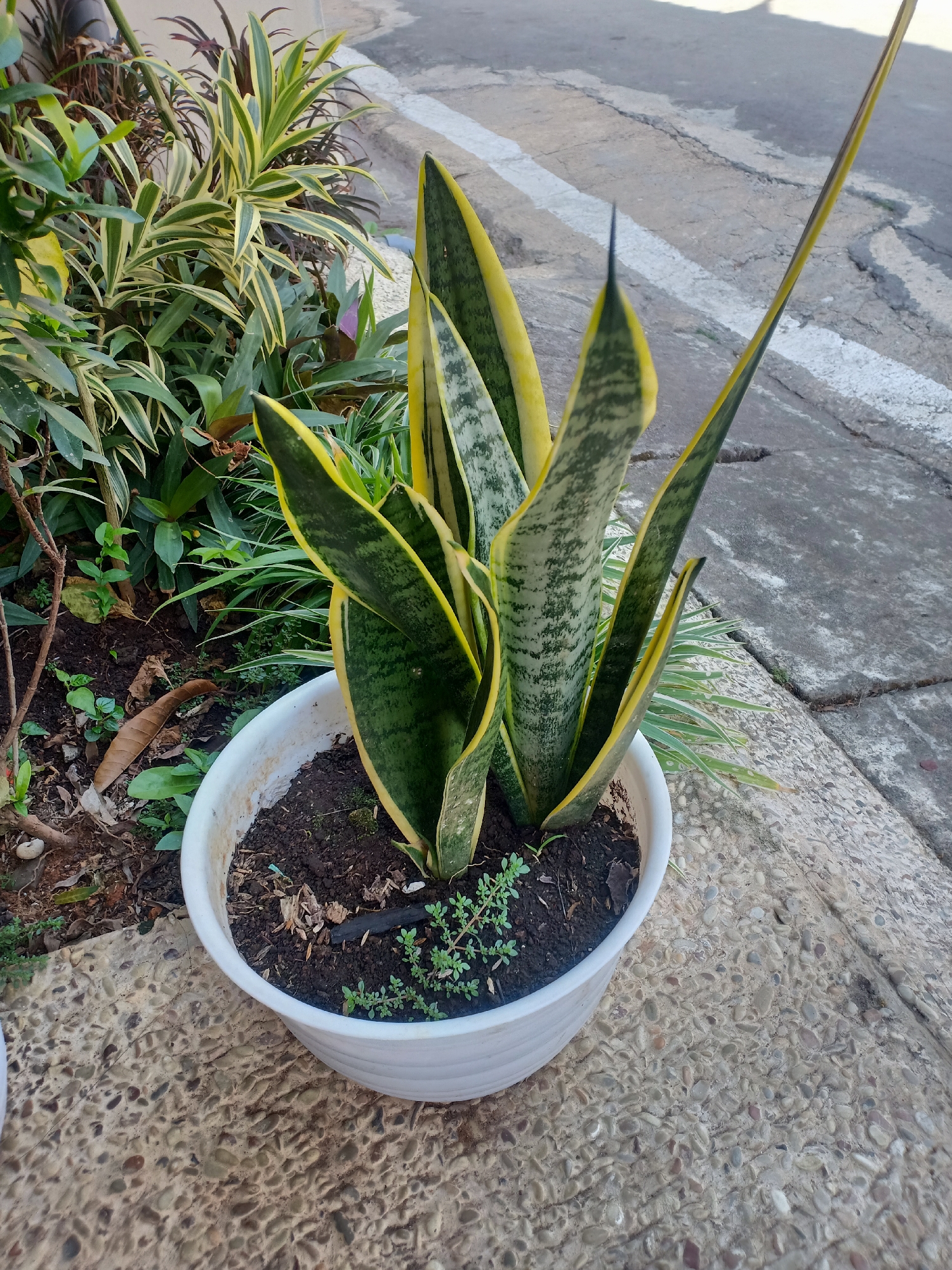 A potted snake plant, with distinctive green and yellow variegated leaves, is positioned on a textured concrete surface next to a paved area. In the background, other green plants are visible, adding to a natural element. The scene appears to be outdoors, possibly in a residential area or along a sidewalk in Semarang, Indonesia, given the architectural style of the paving and the type of vegetation commonly found in the region. The lighting suggests it is daytime, with soft shadows indicating overcast conditions or indirect sunlight.