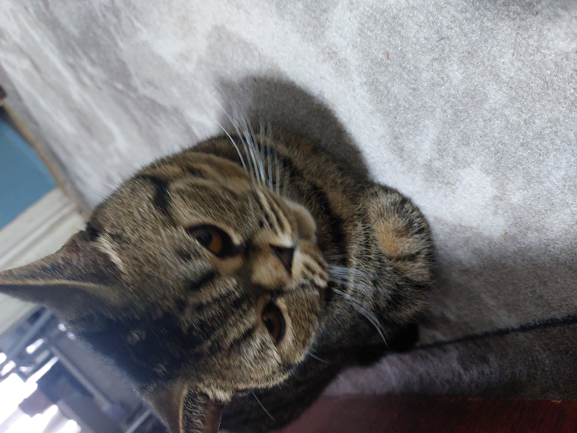 A close-up, slightly rotated image shows a brown tabby cat lying on a light-colored, textured surface that appears to be fabric. The cat's head is prominent, with visible stripes and markings characteristic of a tabby. Its eyes are open and appear brown. Several white whiskers are visible. The background is blurred, with hints of a structure in the lower left corner. The image provides no evidence to confirm the location as Chaikovsky, Russia.