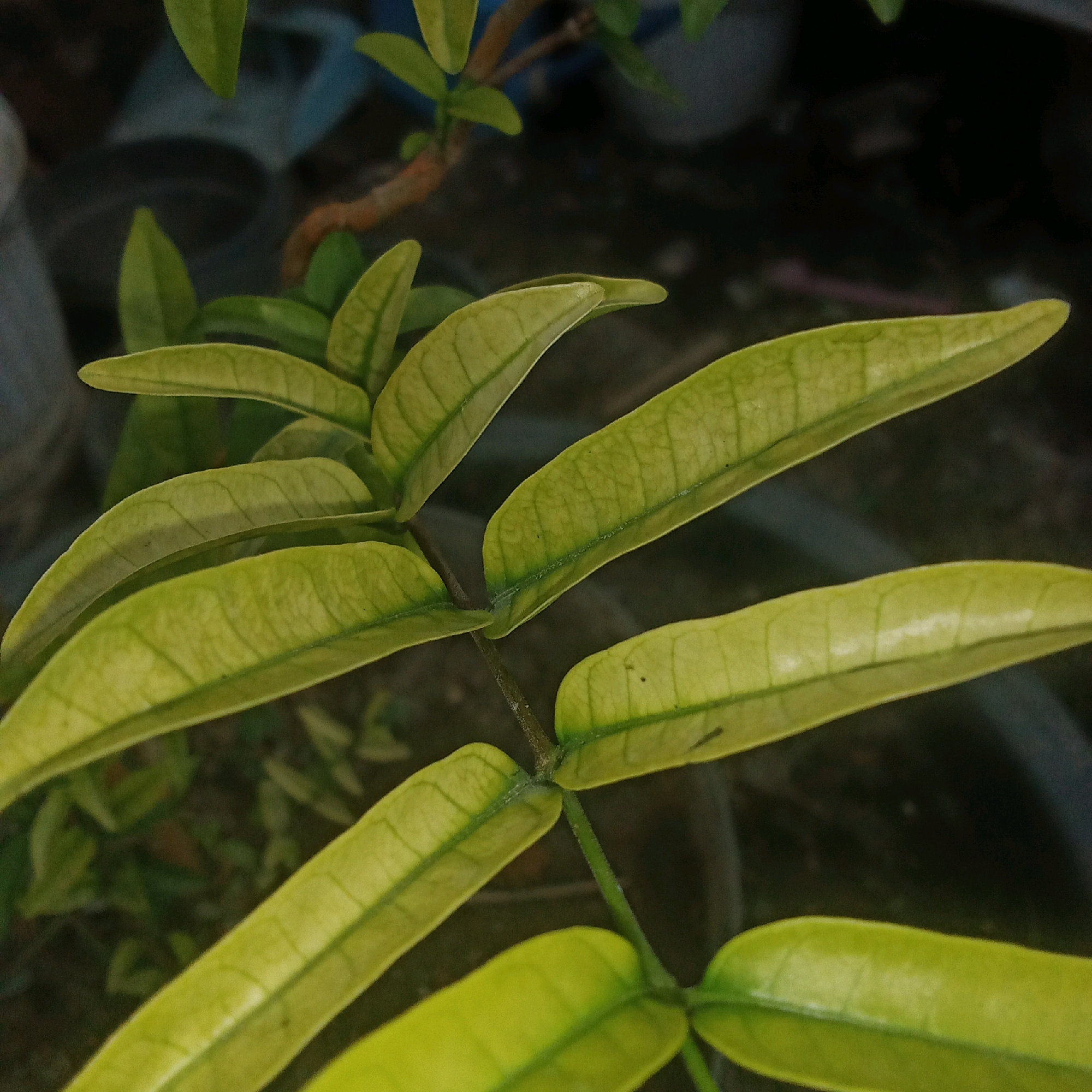The image shows a close-up view of several elongated, light green leaves with visible veins. The leaves are attached to a thin stem. The background is dark and out of focus, suggesting an outdoor setting. The plants are likely in a garden or potted arrangement. There are no people or animals visible in the image. The lighting is natural, with some shadows cast on the leaves. The overall impression is one of natural growth and detail. The location is Karawang, Indonesia.