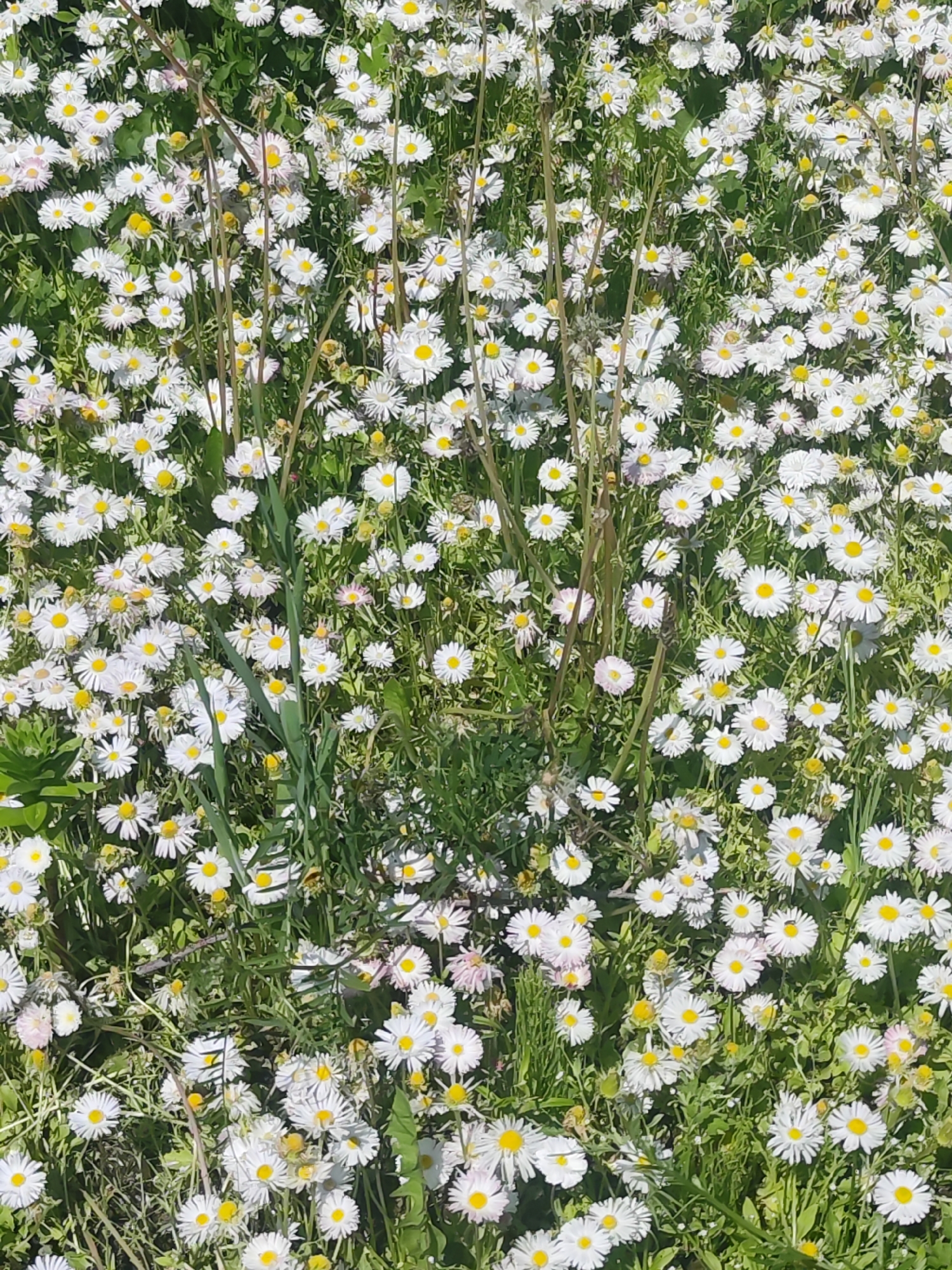 A vibrant, close-up view captures a dense field of small white daisies with bright yellow centers, interspersed with lush green grass and other foliage. The numerous flowers form a thick, natural carpet, filling the entire frame. Several thin, dried brown plant stalks rise vertically amidst the abundant greenery and blooms.
The scene depicts a peaceful natural outdoor environment, likely a meadow, garden, or uncultivated lawn. The bright and even lighting suggests a sunny daytime, possibly morning or early afternoon, with no harsh shadows visible. No people or specific events are taking place; it is a static snapshot of nature. The image evokes a sense of freshness, growth, and the onset of spring or summer.
This natural setting is located in Chaikovsky, Russia. There is no visible text within the image.