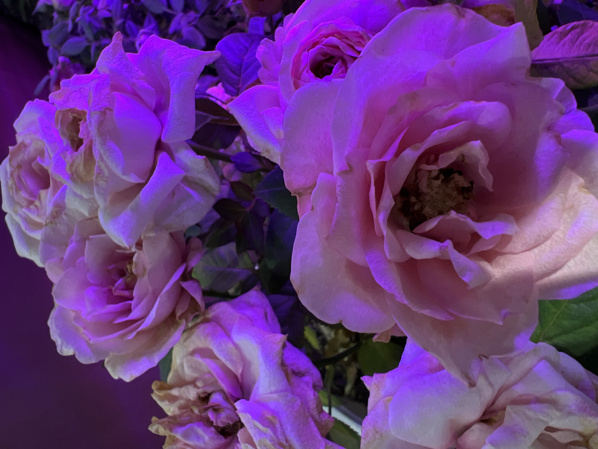 The image displays a close-up view of several light pink roses, bathed in purple light. The lighting creates a dramatic and somewhat surreal effect, illuminating the velvety texture of the petals and casting deep shadows. Some of the roses appear fully bloomed, while others are slightly wilted, showing the natural progression of the flowers. Green leaves are visible in the background, partially obscured by the vibrant purple glow. The overall scene is intimate and focuses on the beauty of the roses, with the purple light adding an artistic and atmospheric quality. The image does not contain any identifiable landmarks, people, or activities that would suggest a specific location within Yekaterinburg, Russia.
