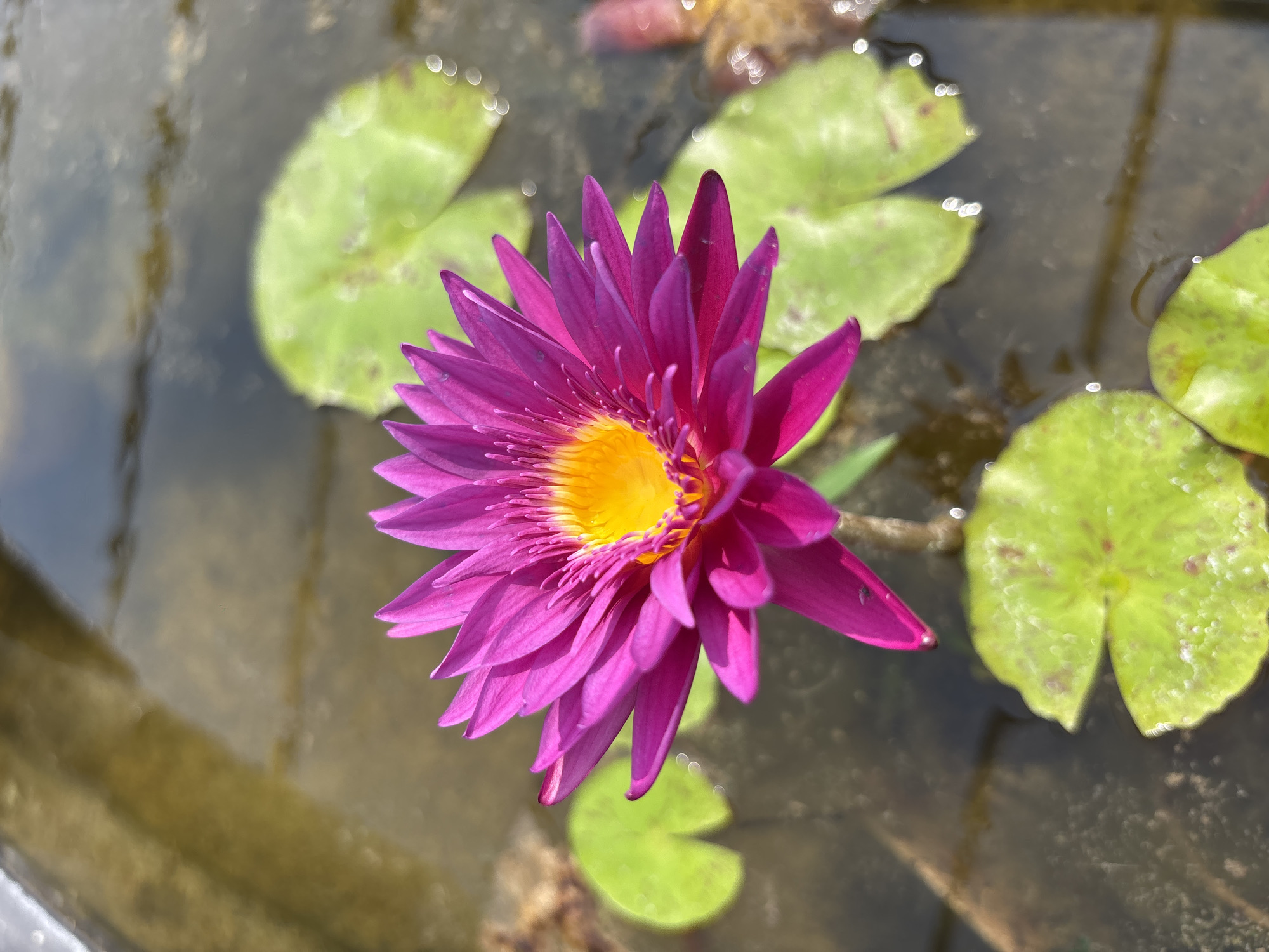 A bright purple water lily with a yellow center is floating on the surface of a body of water. Several small, green lily pads are scattered around the flower, also floating on the water's surface. The water appears to be relatively shallow and still, with reflections of the surroundings visible on its surface. The location is unknown, and there is no information about Boryaachapada, India, or any people present.