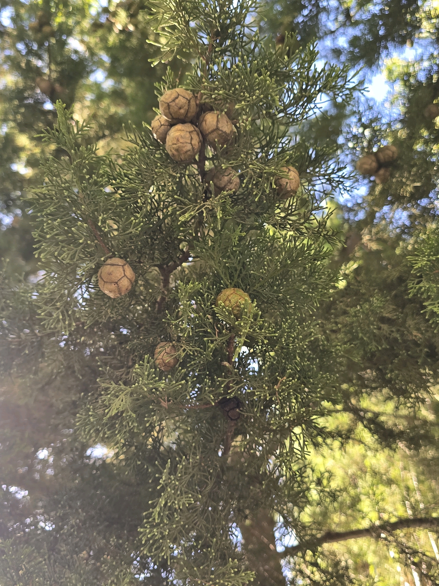 An upward angle shot captures a cluster of cypress cones on a branch against a blurred background of trees and sky. The cones are round, brown, and segmented, with small, scale-like structures. The cypress needles are dark green and feathery, some with tiny, light green buds. The sunlight filters through the leaves, creating a dappled effect and lens flare. The image appears to be taken in an outdoor setting, possibly a park or garden in Jaén, Spain, given the characteristic Mediterranean vegetation and lighting. No people or animals are present.