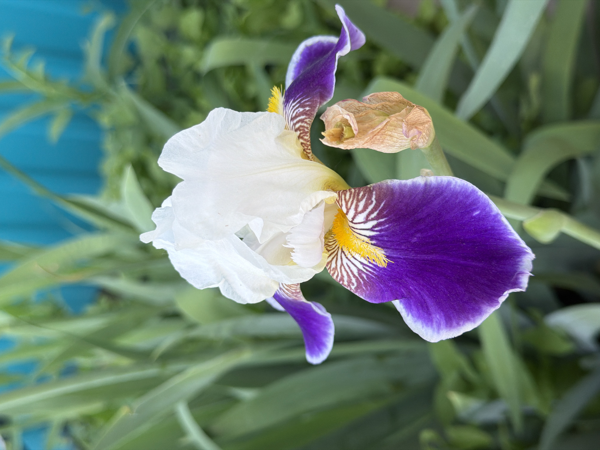 This is a close-up, high-angle shot of a single, white and purple iris flower. The flower is in bloom, with its petals unfurling. The upper petals are predominantly white and delicate, while the lower petals are a deep purple with striking white and brown stripes. A withered brown bud is visible on a stem to the right of the bloom. The background is softly blurred, featuring green foliage and a bright teal surface, possibly a wooden fence or wall. The lighting suggests it is daytime, with no strong shadows visible. The focus is sharp on the flower, highlighting the intricate details of its petals and the vibrant contrast of its colors.
