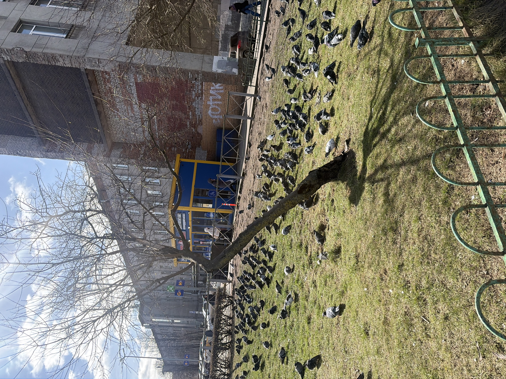 The image shows a scene in Saint Petersburg, Russia. A large group of pigeons are scattered on a grassy area near a tree. A metal bicycle rack is located to the right of the frame. In the background, there is a multi-story building and a yellow bus stop. Graffiti is visible on a brick wall. People are visible in the background, walking near the bus stop. The scene is illuminated by sunlight.