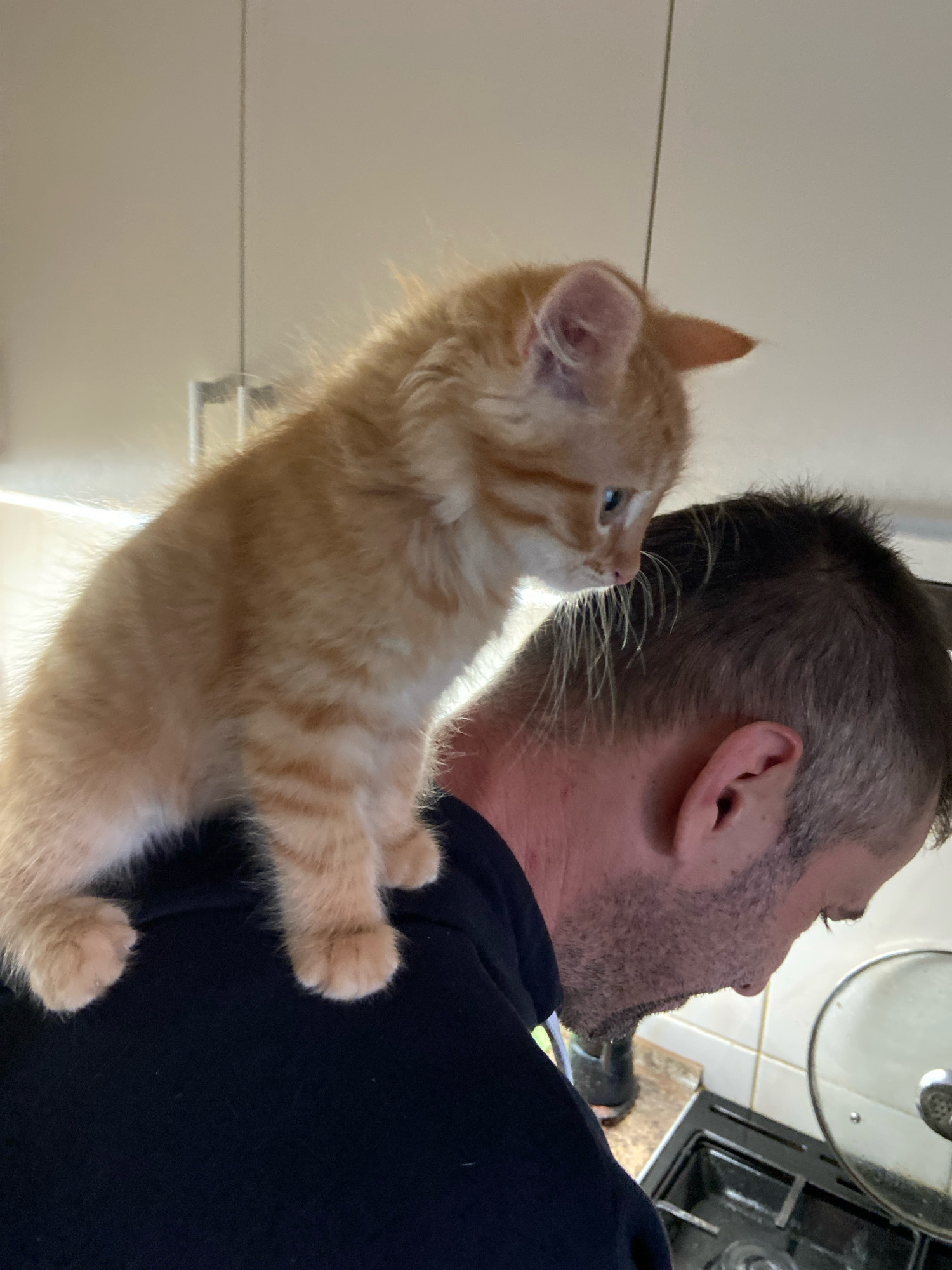 An orange tabby kitten with white paws and chest sits on the shoulders of a man wearing a dark blue shirt. The kitten is facing right, looking down, and its body is angled towards the viewer. The man is facing to the right, looking down at a stovetop with a pot on it. The background appears to be a kitchen with white cabinets and a tiled backsplash. The scene is indoors.