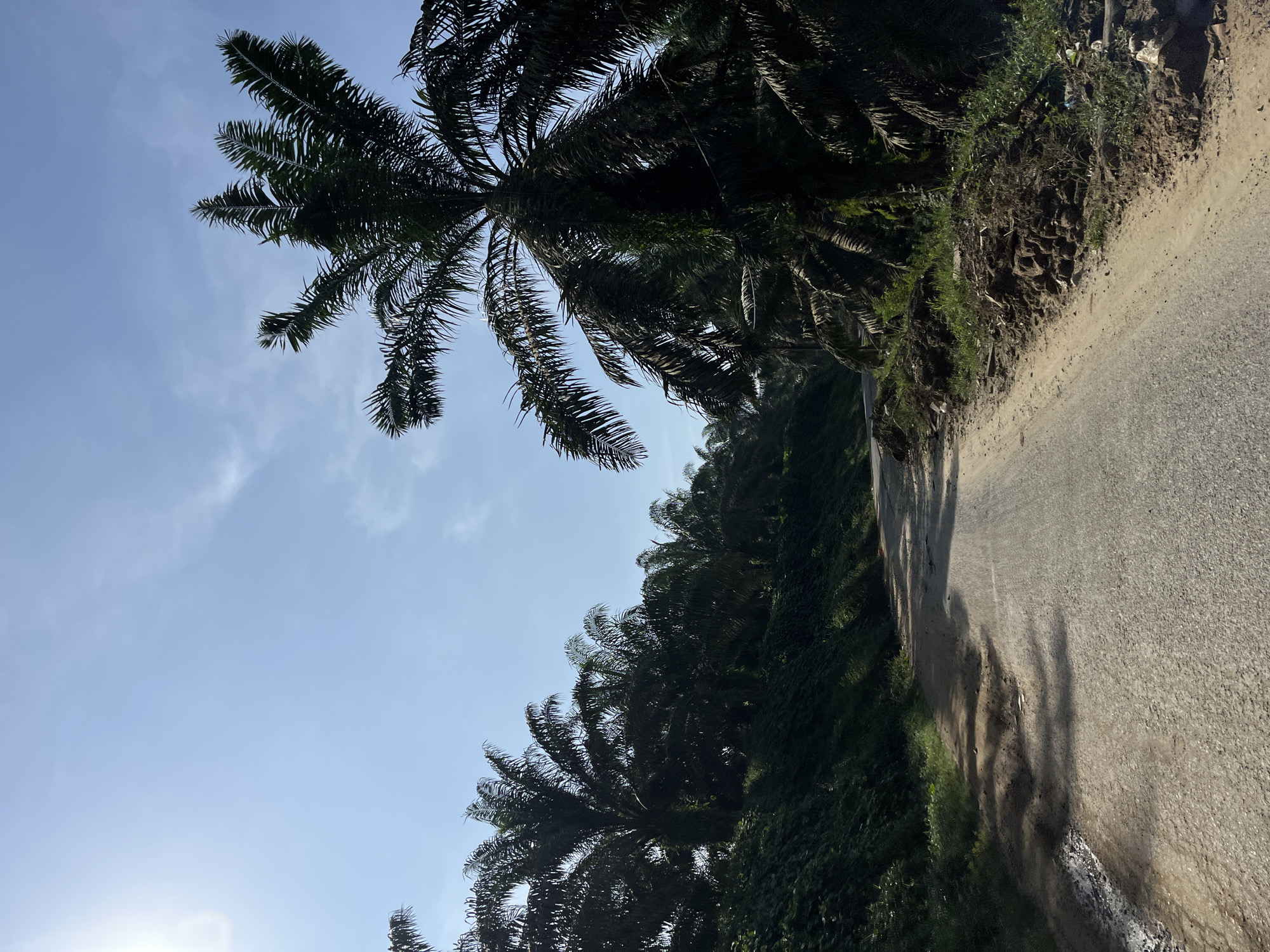 A paved road curves through a plantation of oil palm trees under a bright blue sky. The trees, with their distinctive fronds, line both sides of the road, casting shadows on the asphalt. The terrain slopes upwards on the left, covered in dense green foliage. On the right, piles of soil and debris are visible along the roadside. The scene appears to be in a rural or semi-rural area, possibly within the city of Sukajadi, Indonesia, given the prevalence of oil palm plantations. There are no people or animals visible in the image. The overall impression is one of a quiet, sunny day in an agricultural landscape.