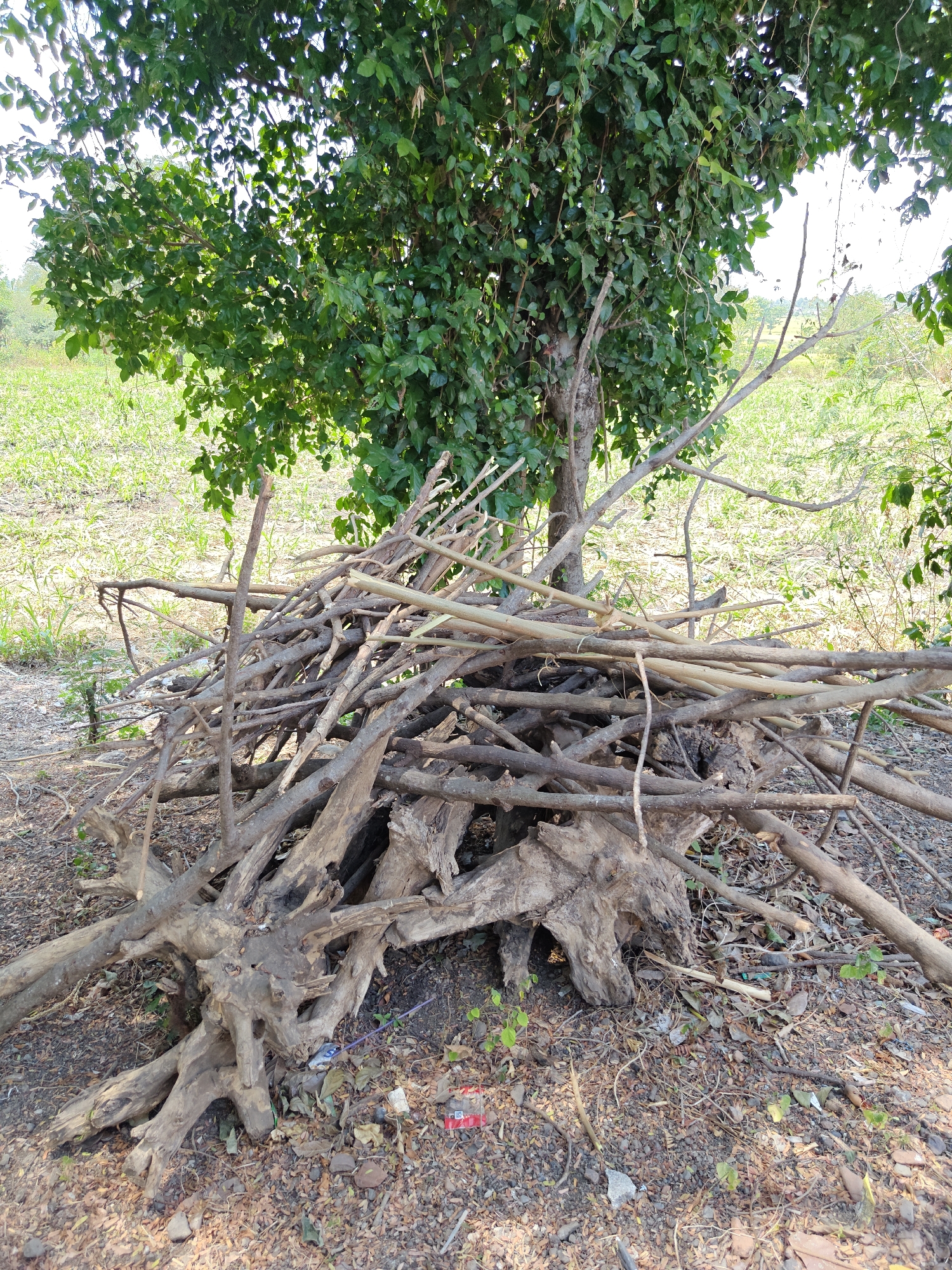 In a rural outdoor setting, possibly on the outskirts of Cermee, Indonesia, a pile of dead branches and tree roots is stacked in front of a large, leafy tree. The ground is covered in dry leaves, small stones, and scattered debris, including a red and white wrapper and a purple plastic object. The background shows a field of green vegetation under a bright sky. The scene appears to be a natural environment, perhaps a forest edge or a cleared area in a rural landscape. No people are visible.