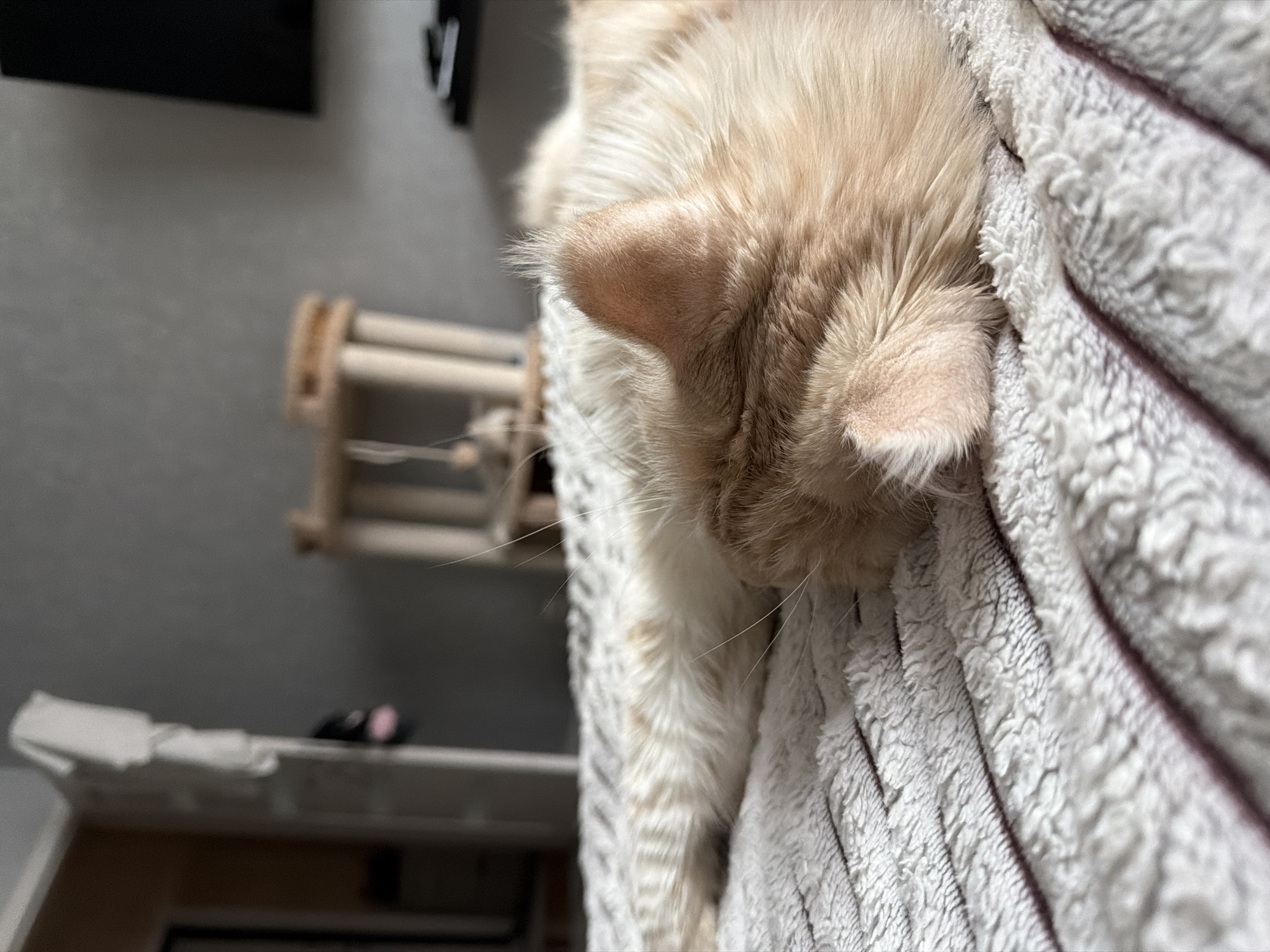 A close-up shot focuses on the head of a light orange cat resting on a soft, textured blanket with vertical stripes. The cat's ear is prominent. In the blurred background, there's a light-colored wooden structure, and glimpses of furniture and walls suggest an interior setting. There is no indication of the city Kazan, Russia.