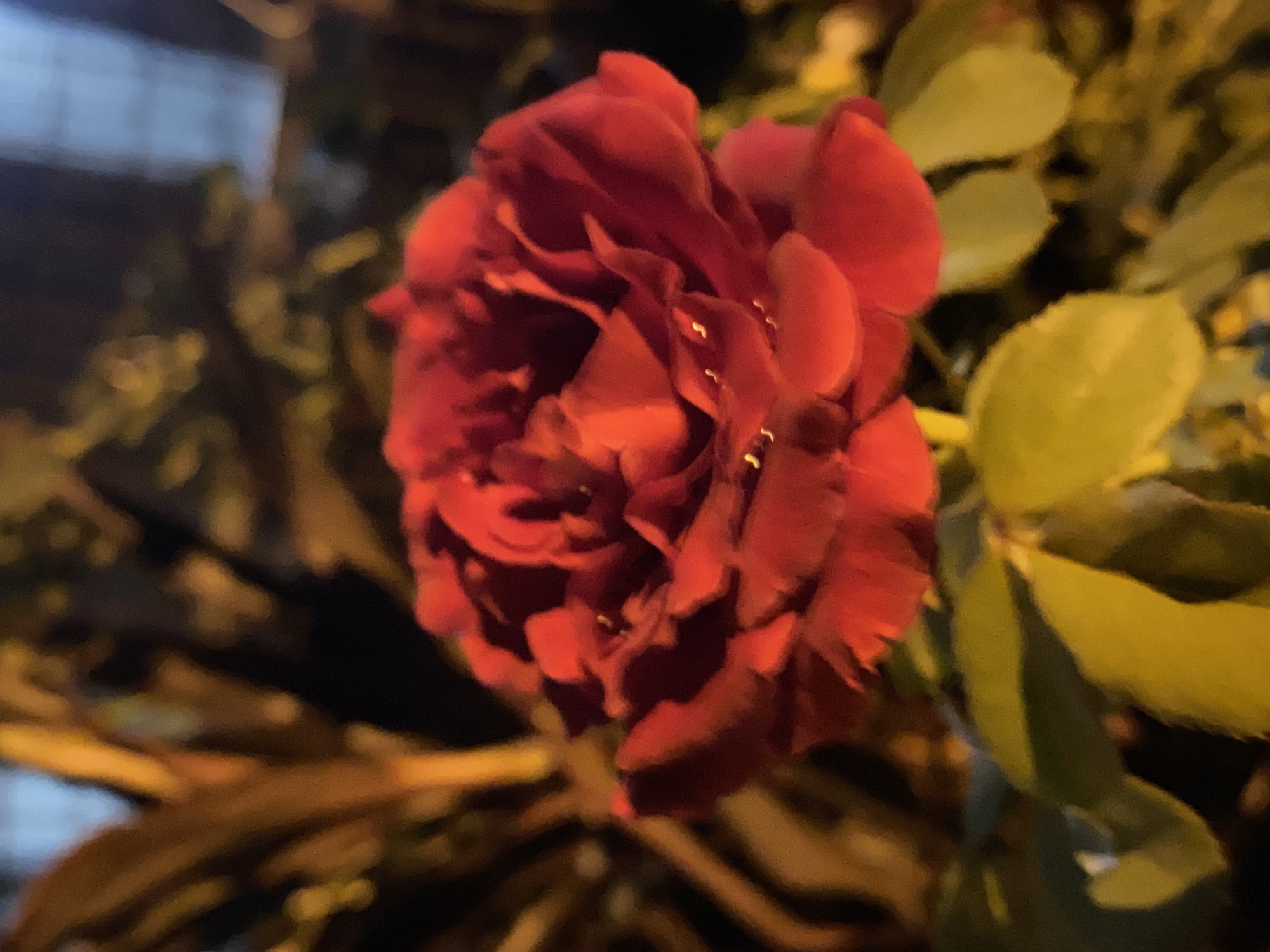 A close-up, vertical shot features a vibrant red rose in full bloom, its velvety petals unfurling in intricate layers. Tiny water droplets glisten on the rose's surface, catching the light and adding a delicate sparkle. The rose is set against a softly blurred background of dark greenery and illuminated foliage, suggesting an outdoor environment at dusk or night. The lighting is dim, with warm, yellow tones casting a glow on the leaves and highlighting the contours of the rose. The overall impression is one of natural beauty and serene tranquility.
This image was captured in Davao City, Philippines. While the specific location within the city is not provided, the flora suggests a garden, park, or residential area, common in urban and suburban settings throughout Davao.