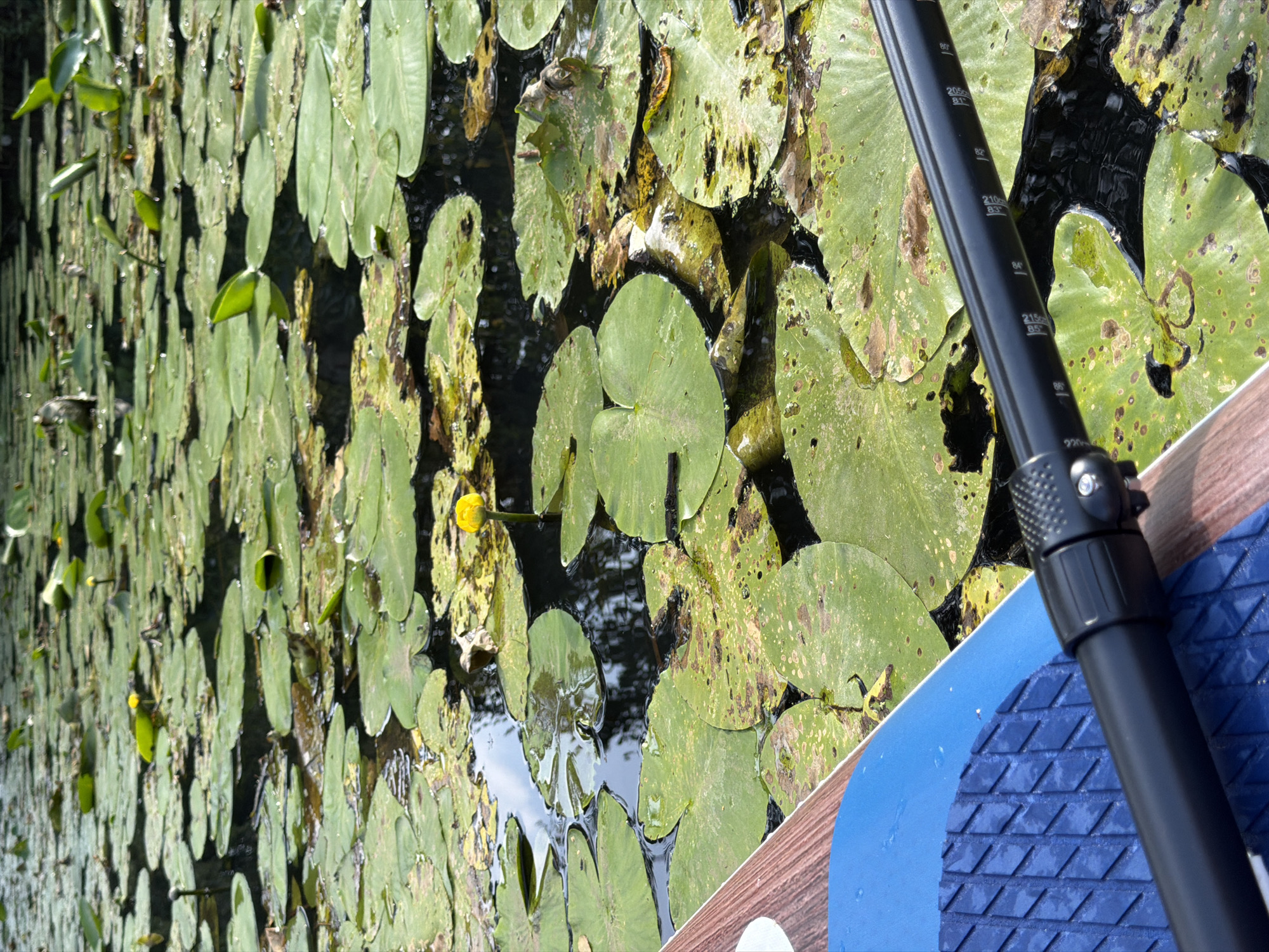 The image shows a paddleboard in the foreground with a paddle resting on it, positioned over a body of water covered in lily pads. A single yellow water lily is visible in the center of the frame. The paddleboard has a blue and white patterned grip. The water is dark and reflects some of the surrounding greenery. The scene appears to be a natural setting, likely a pond or calm river, with abundant lily pads, suggesting a summer or late spring day. The location is identified as Boxtel, Netherlands. There are no people visible in the image.